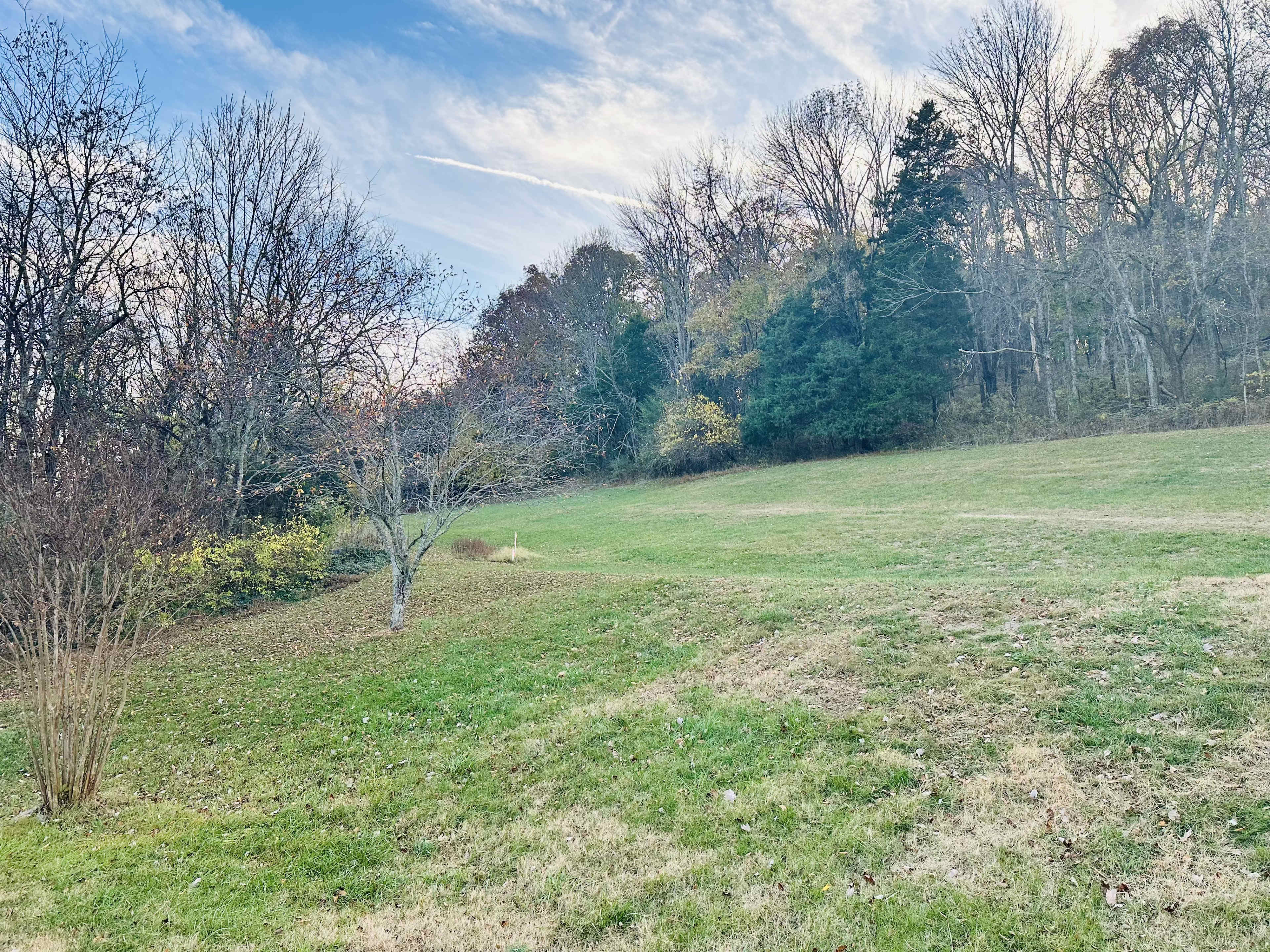 A grassy hillside with sparse trees and a clear sky in the background.