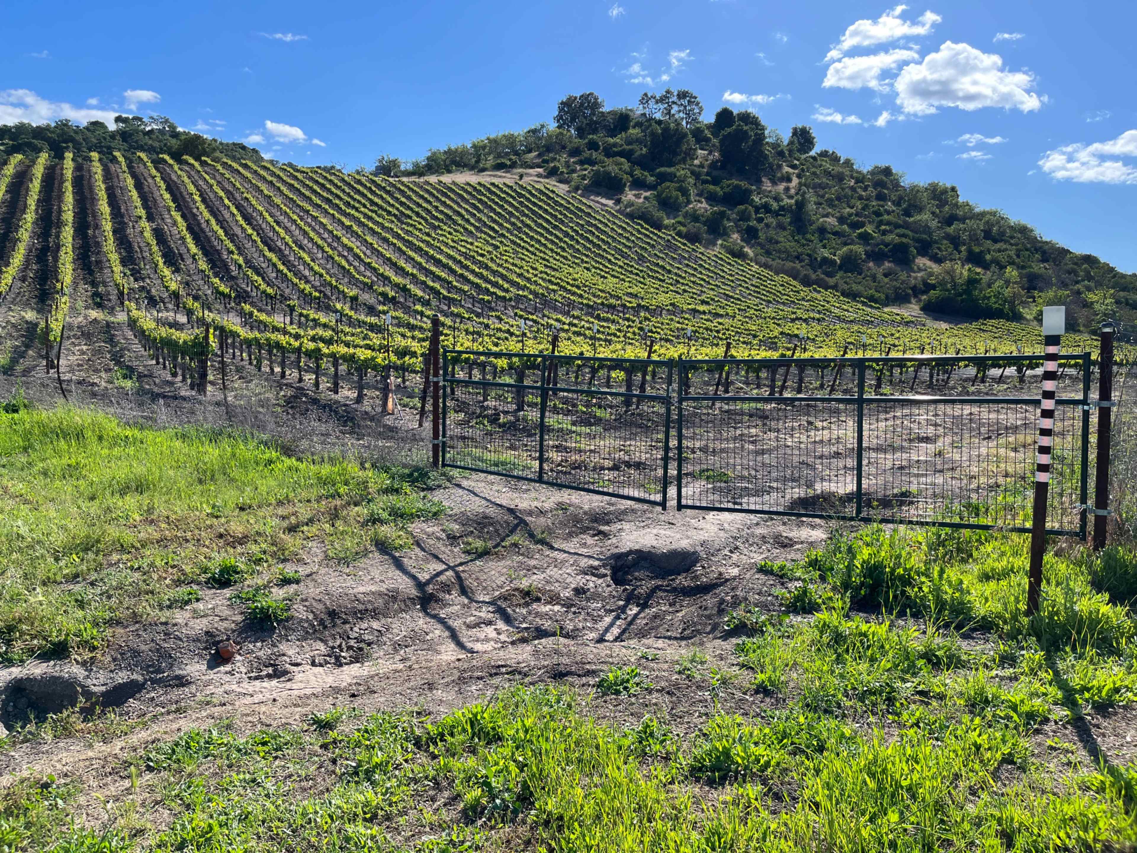 A metal gate opens into a hillside vineyard lined with rows of grapevines under a clear blue sky.