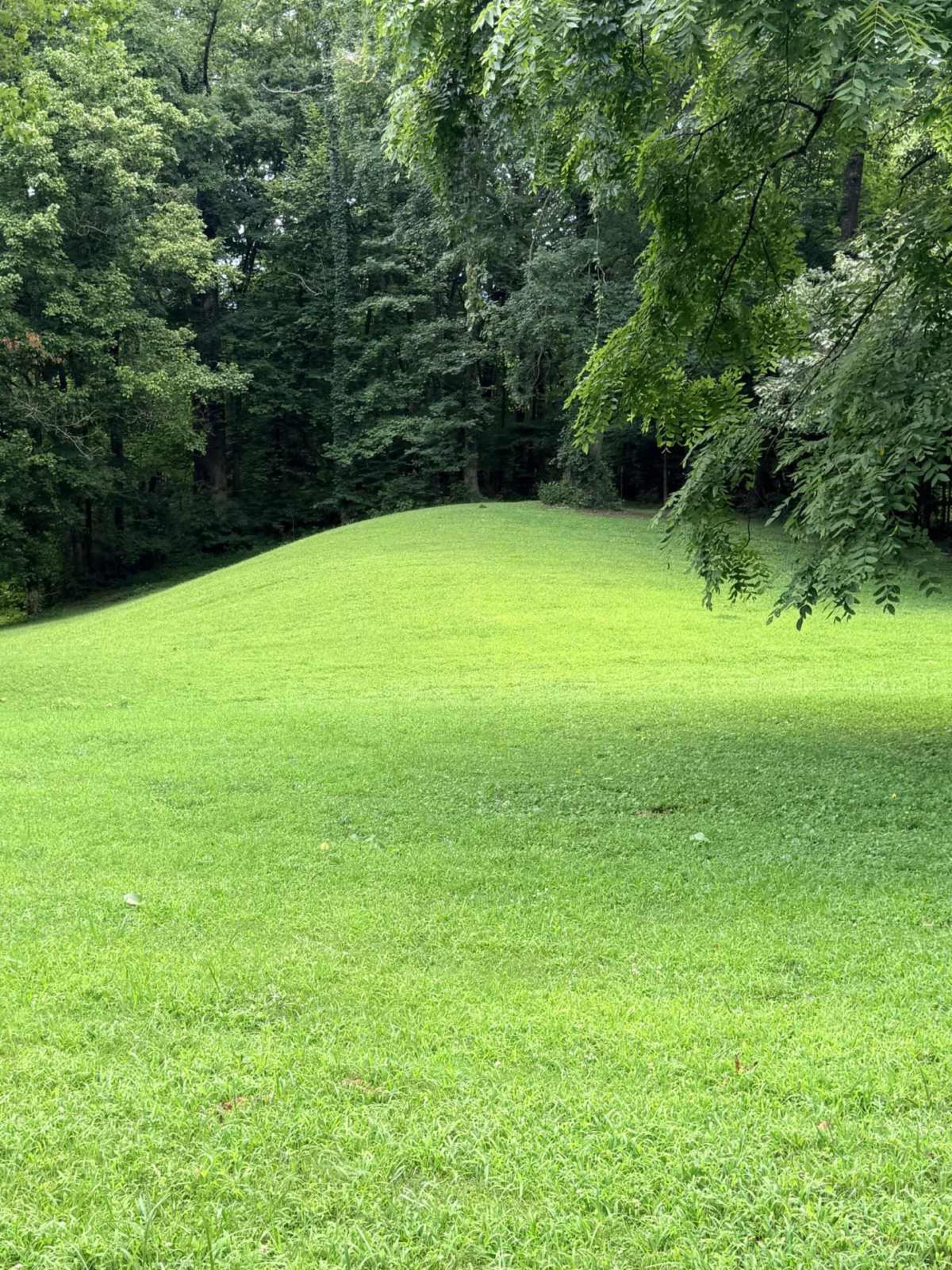 A grassy hill is surrounded by dense trees in a wooded area.