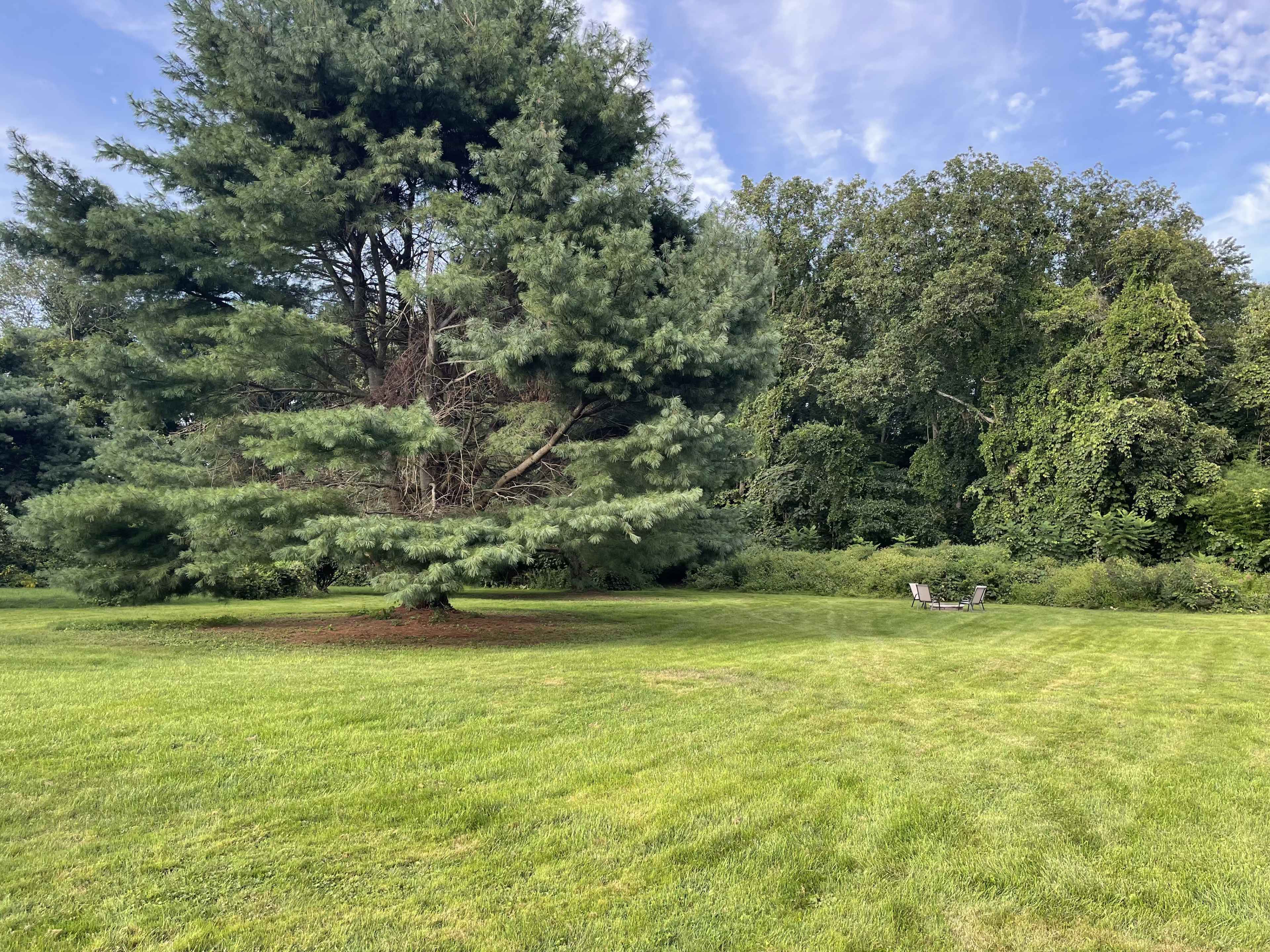 A large pine tree stands in a grassy area surrounded by dense trees and shrubs, with a pair of chairs positioned nearby.