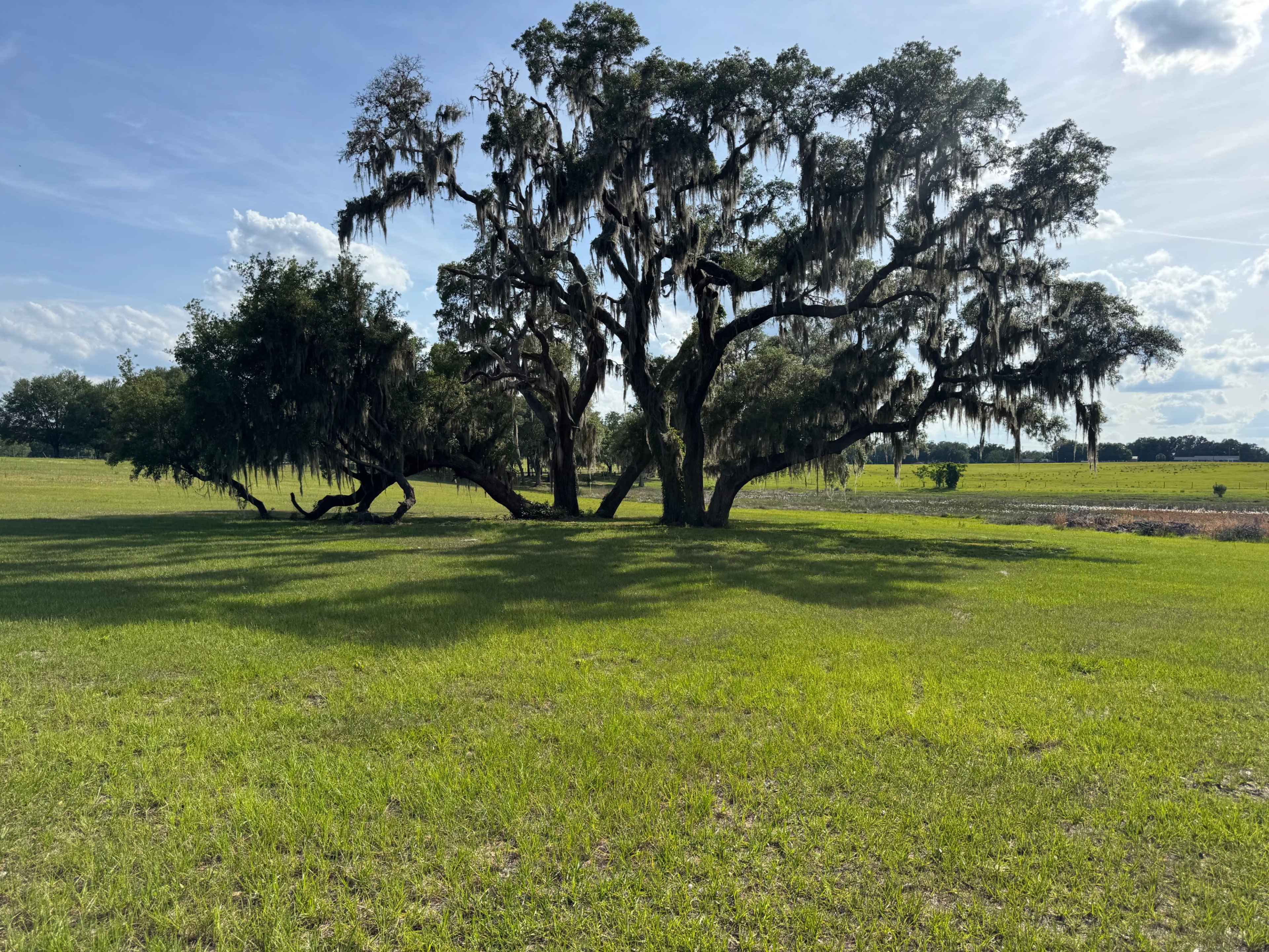 A large oak tree draped with Spanish moss stands in a grassy field under a bright sky.