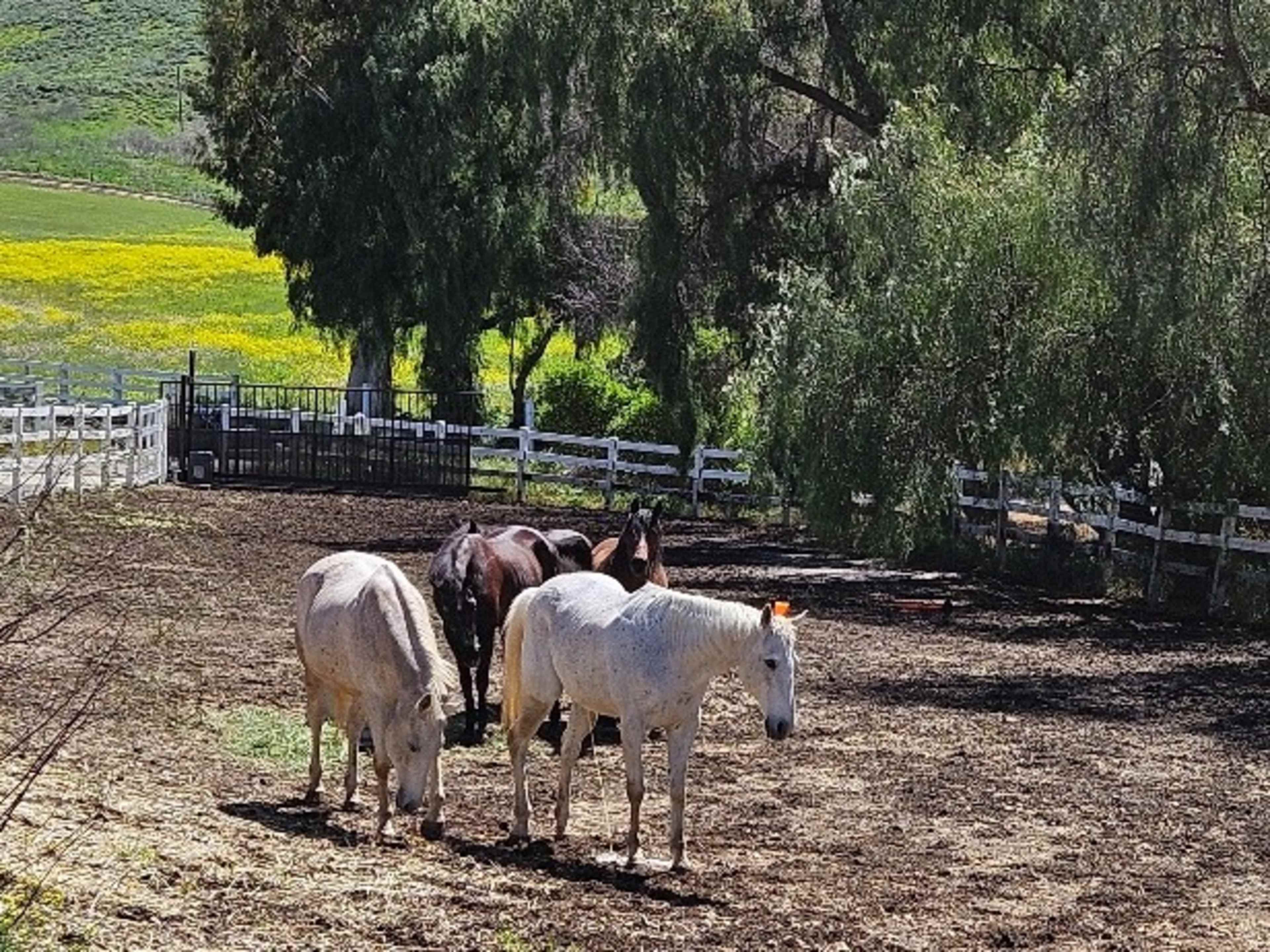 Horses