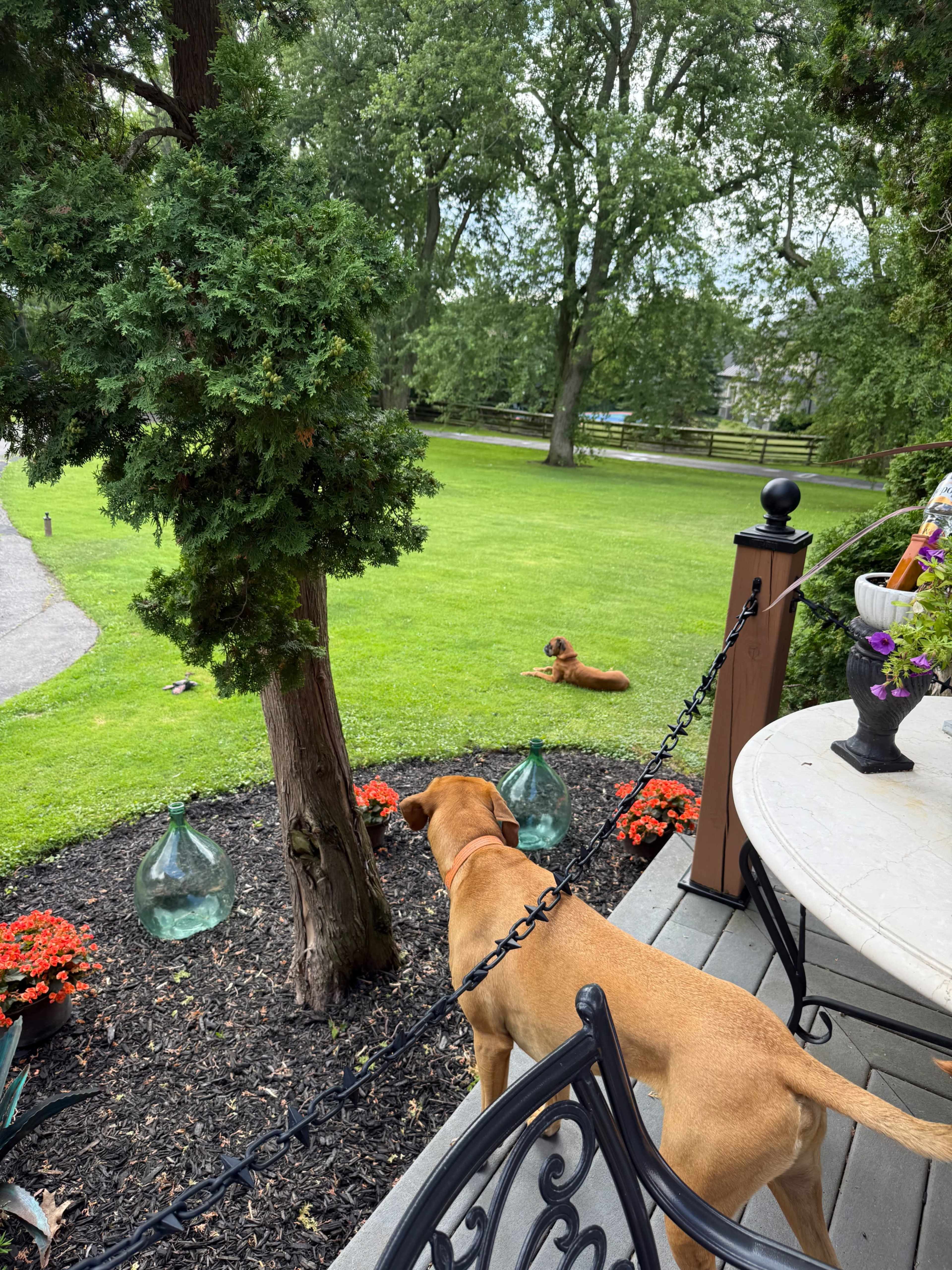 Two dogs are visible in a grassy yard, with one standing by a porch and the other lying down in the background, surrounded by trees and flower pots.