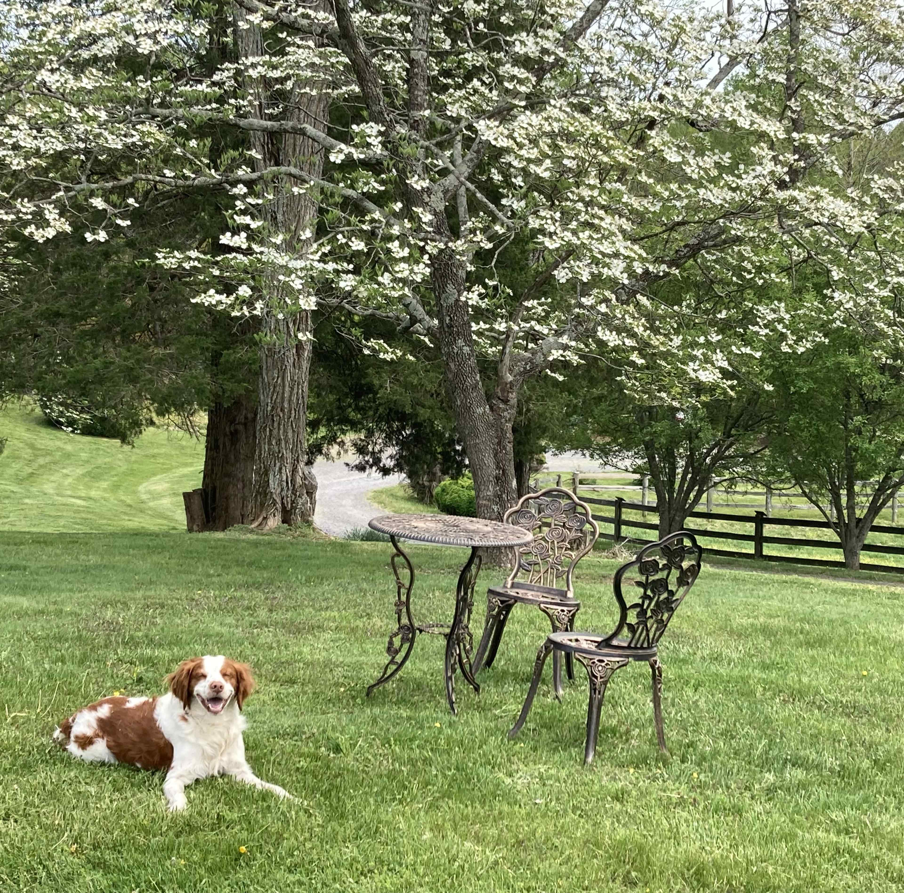 A dog lies in the grass near a metal table and chair set under a flowering tree.