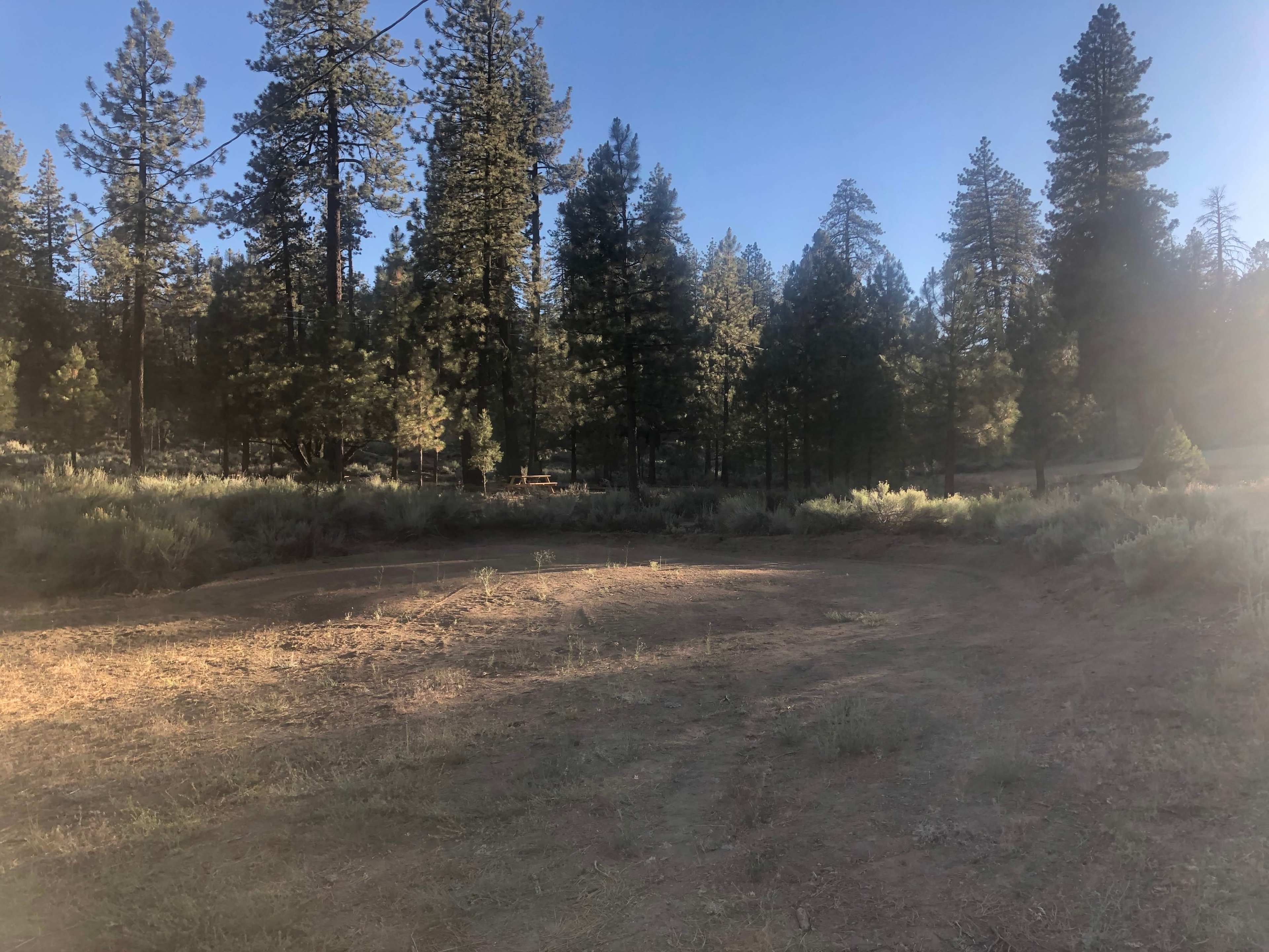 A clearing surrounded by tall pine trees in a forested area during late afternoon light.