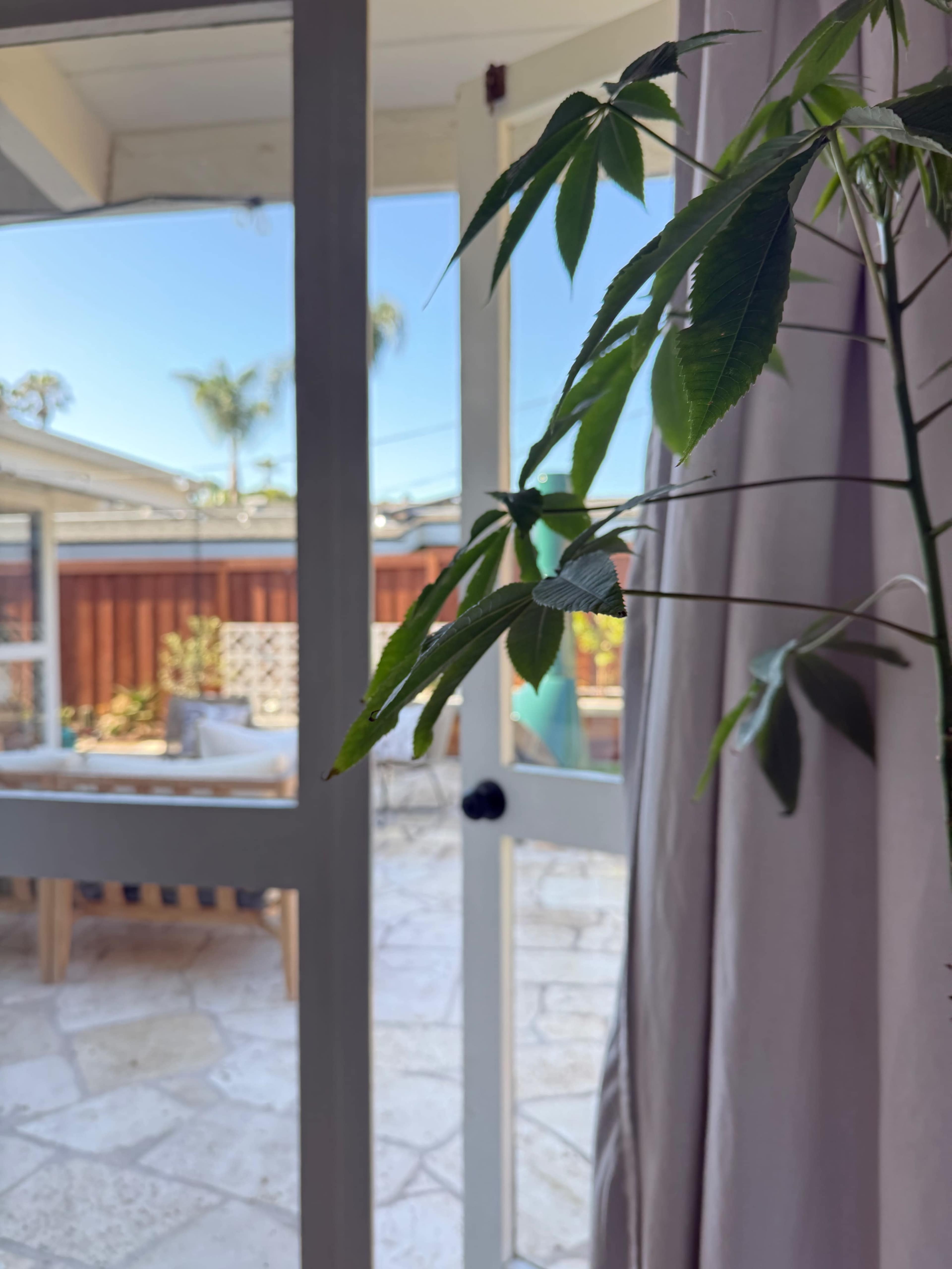 A close-up view of a plant with green leaves is shown in the foreground, framing an open door that leads to a patio area with outdoor furniture and palm trees in the background.