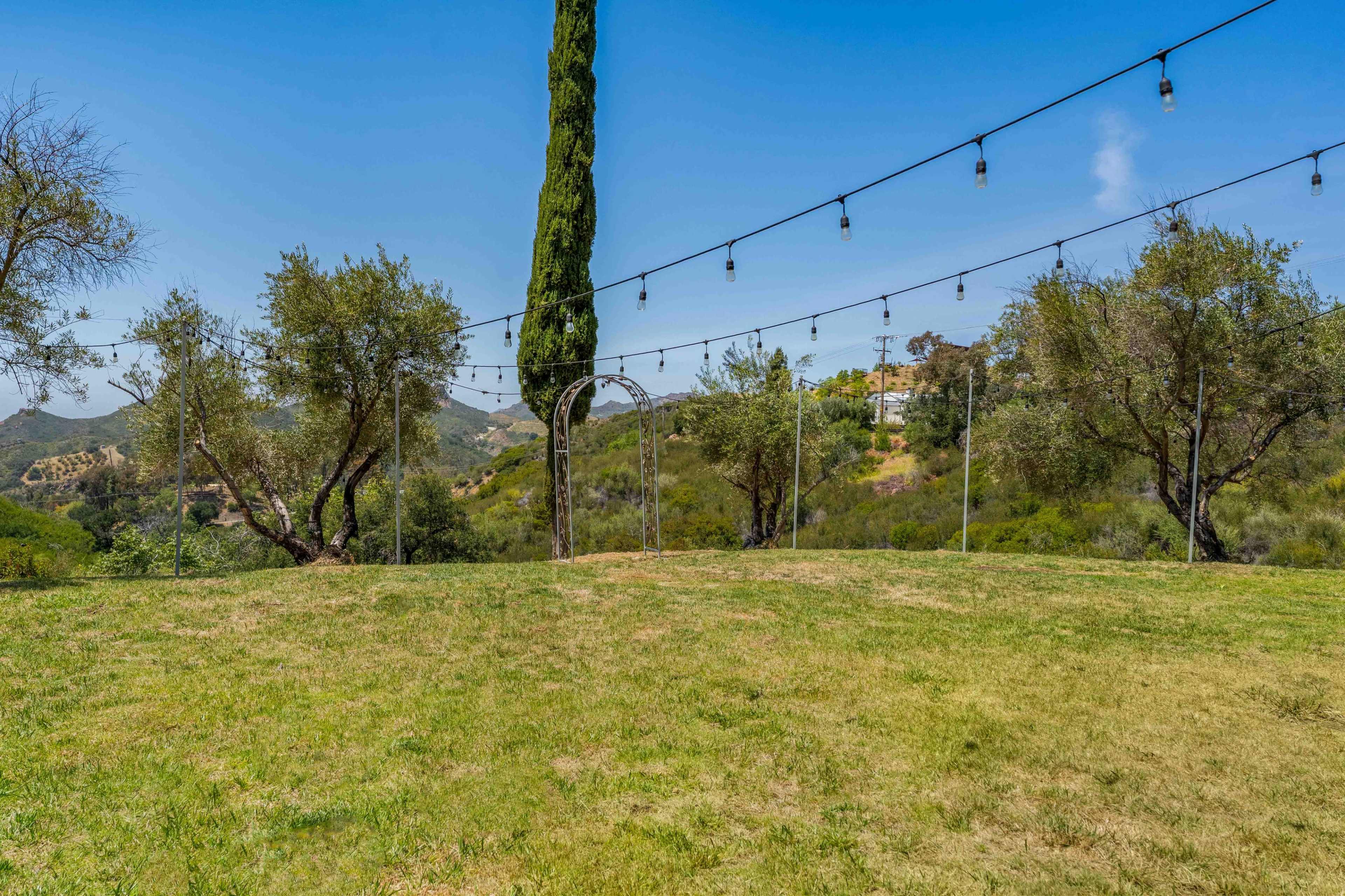 The image shows a grassy area with a tall cypress tree, surrounded by olive trees and strung with lights against a blue sky and rolling hills in the background.