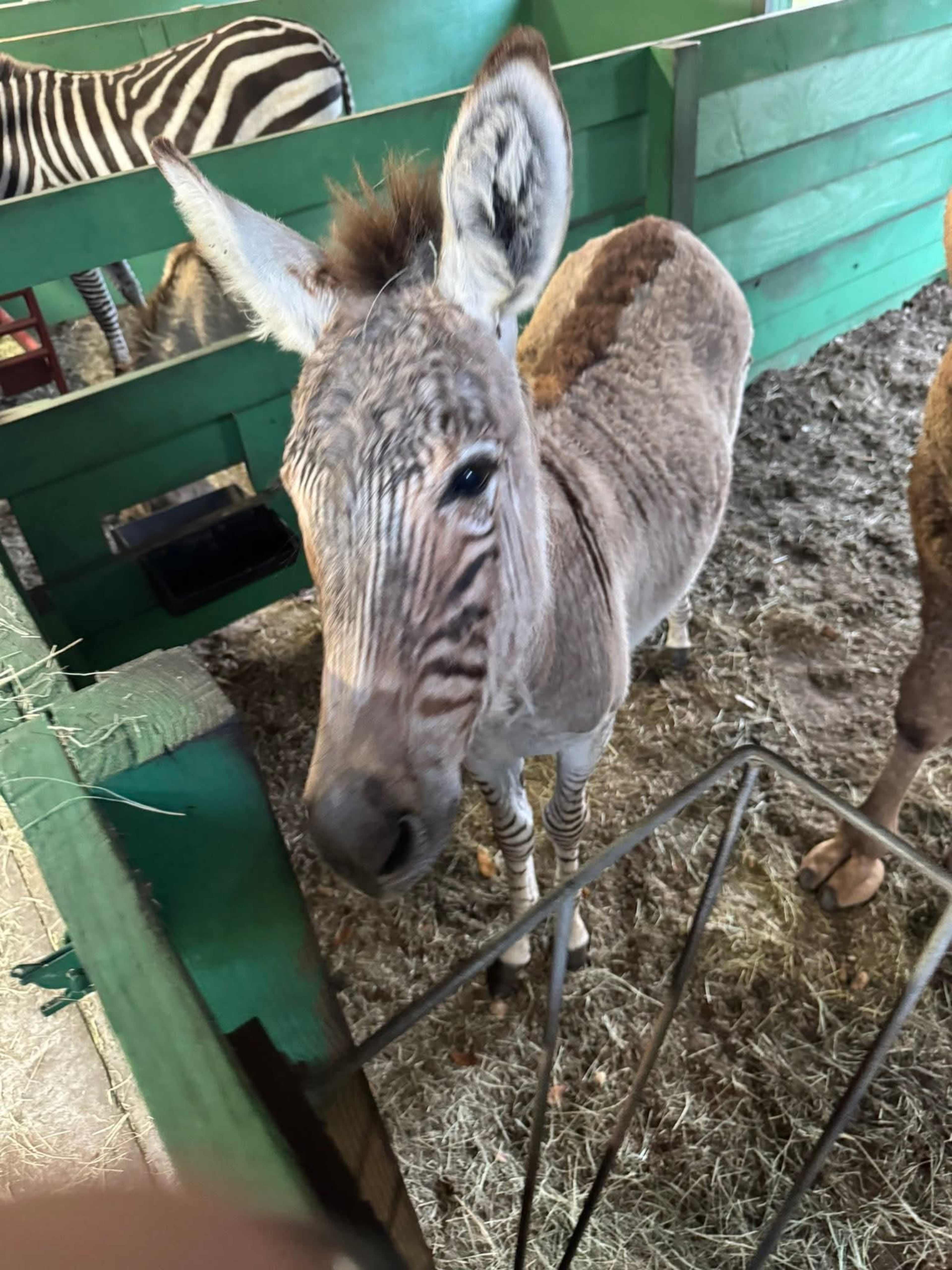 A hybrid animal resembling a zebra stands inside a barn with green wooden walls.