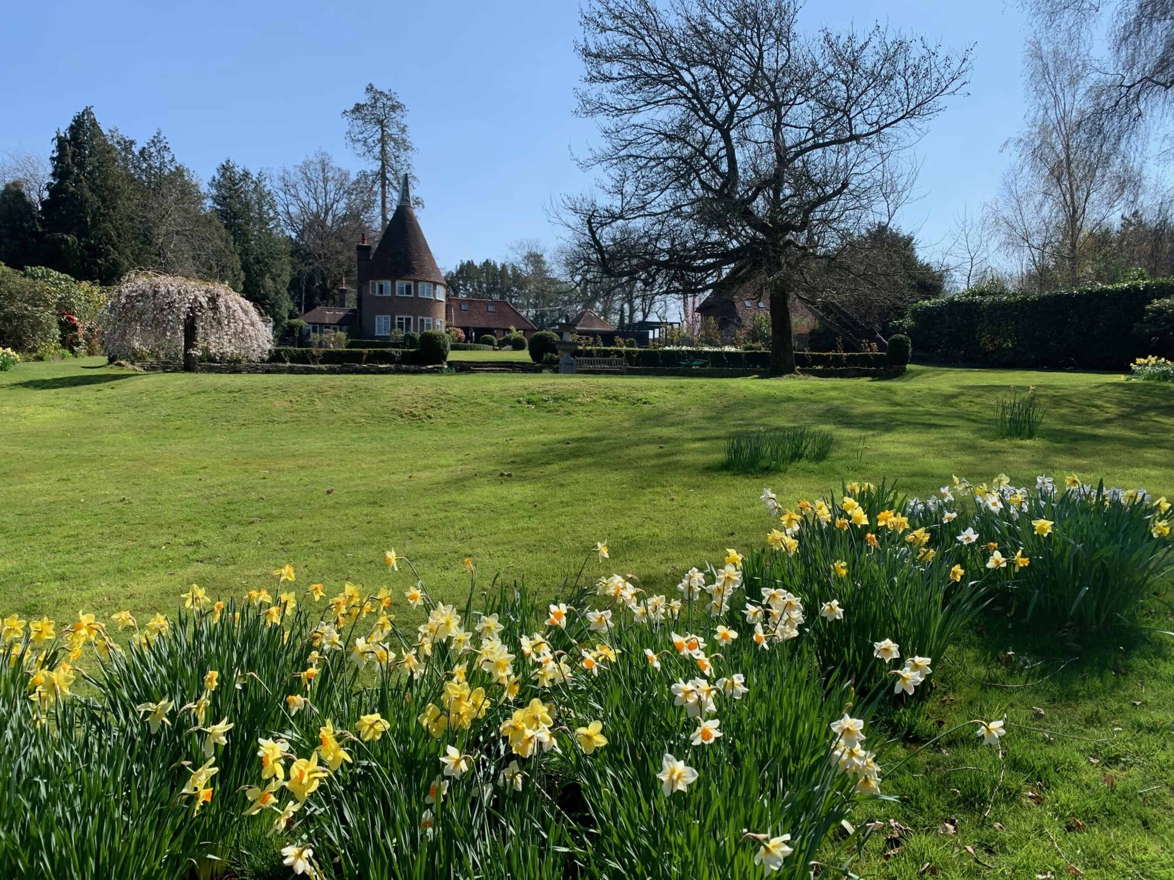 A spacious garden features blooming daffodils in the foreground and a house with a pointed roof in the background under a clear blue sky.