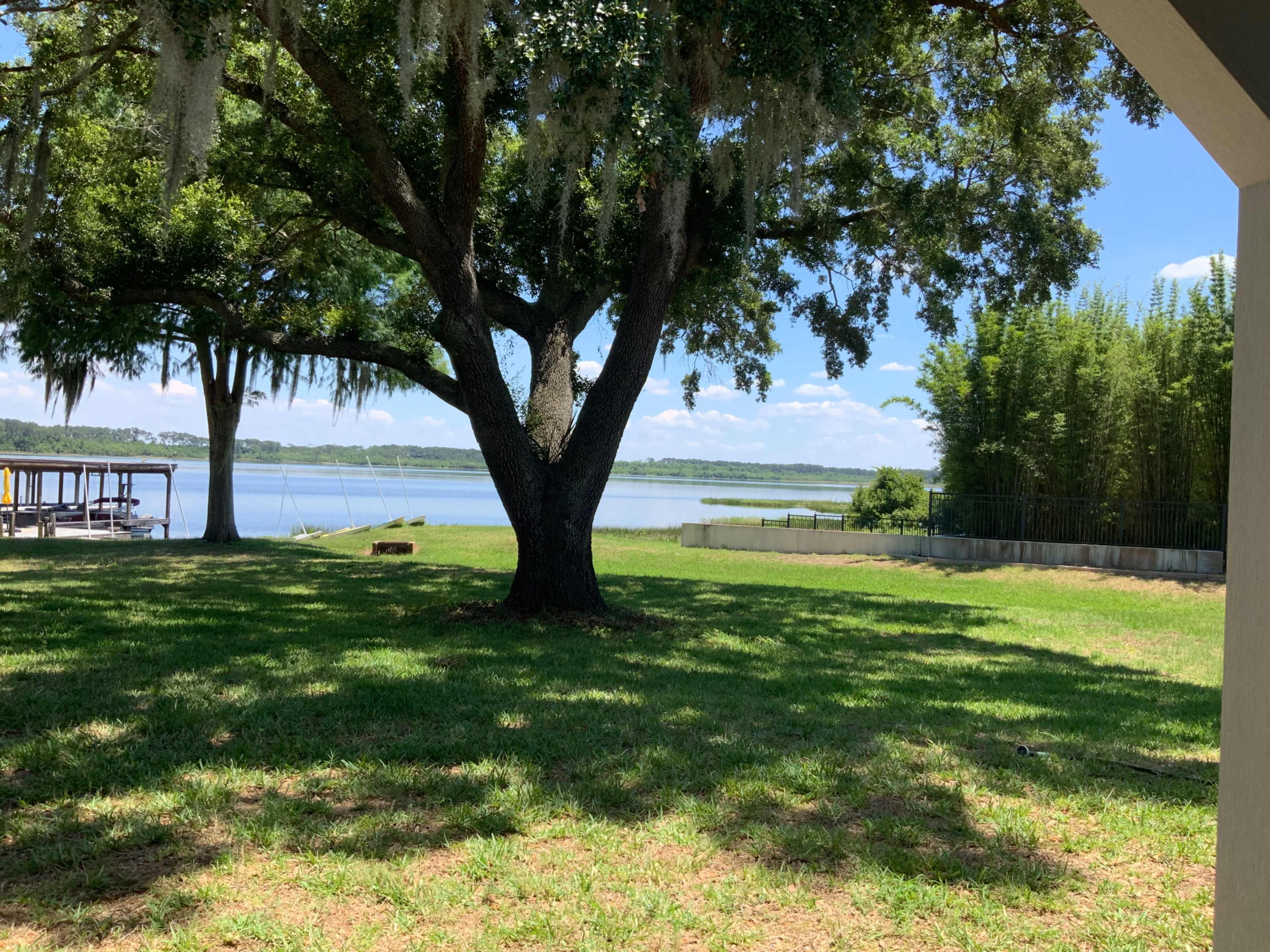 The image shows a grassy area with a large tree, overlooking a calm lake and bamboo plants in the background under a clear blue sky.