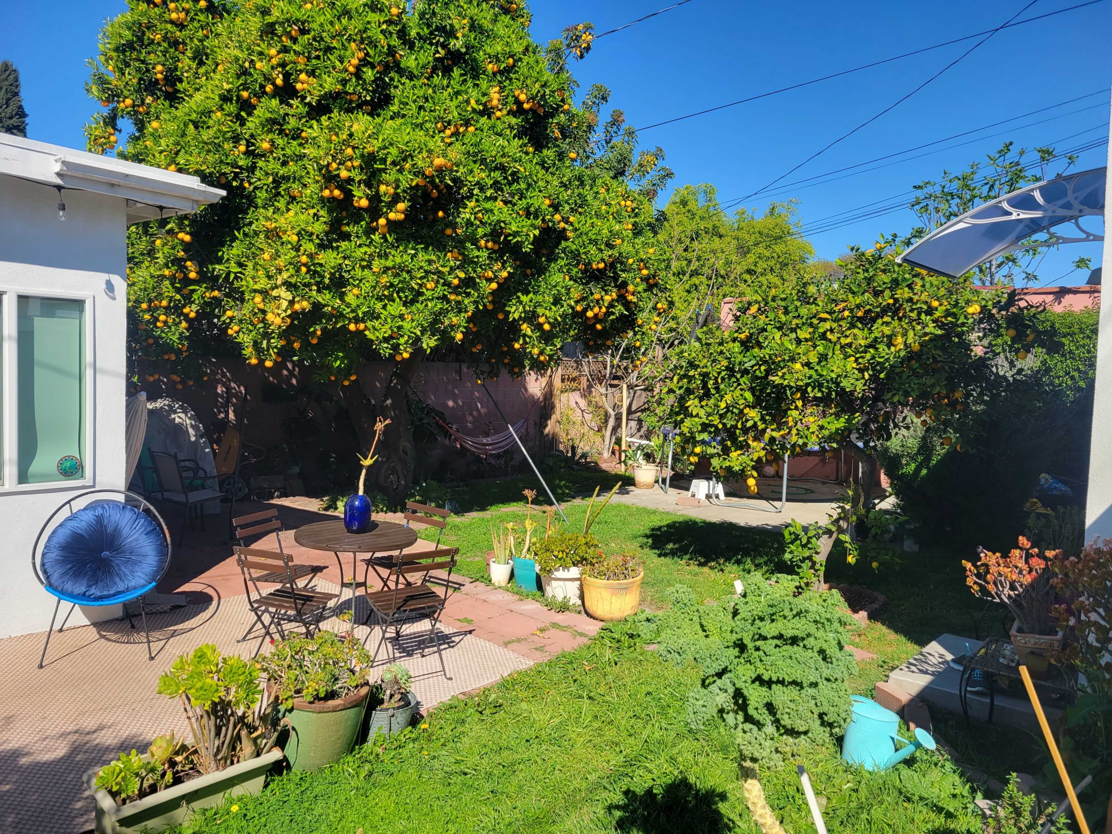 A garden with orange trees, a patio area with chairs and a table, and various plants and a hammock in a backyard setting.