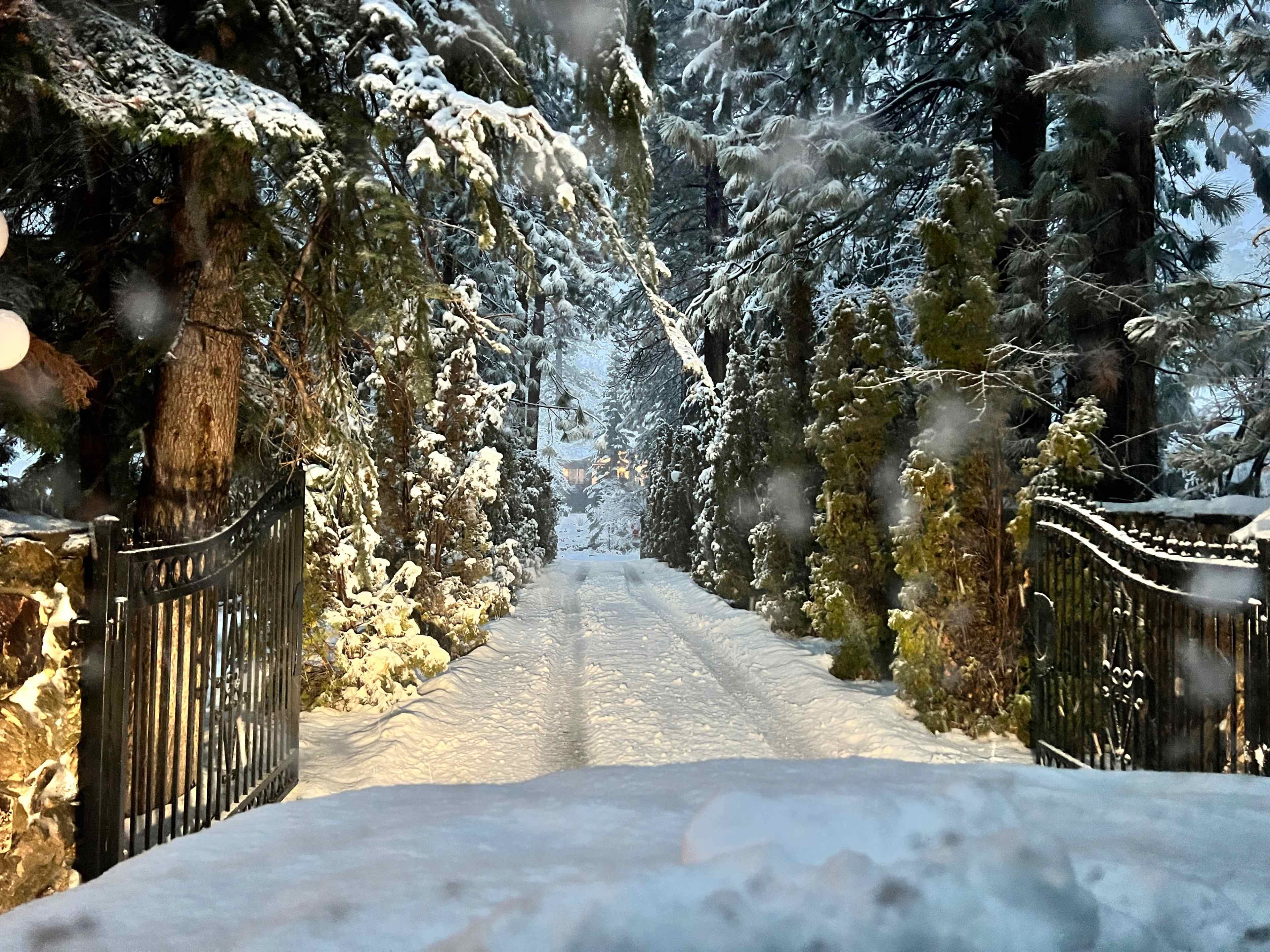 A snow-covered driveway leads through a forested area, framed by tall evergreen trees and a gated entrance.