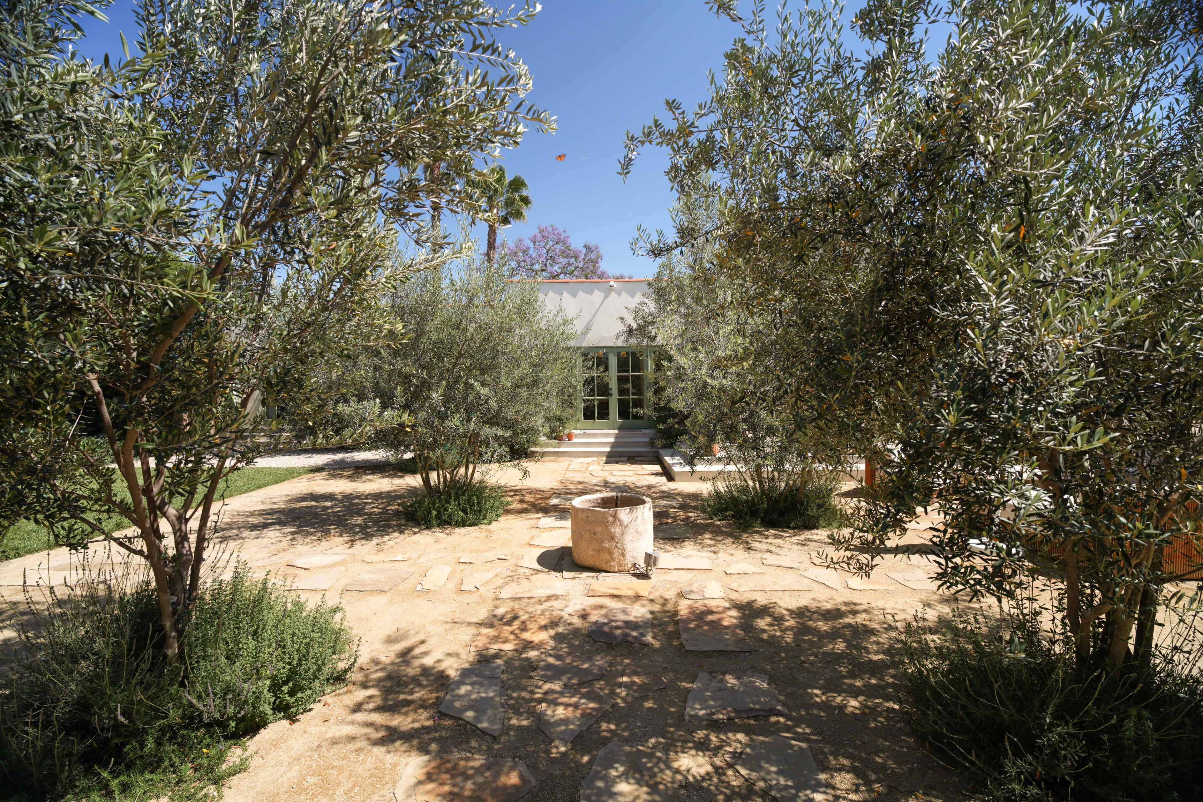 A pathway lined with olive trees leads to a modern building set amidst a landscaped garden.