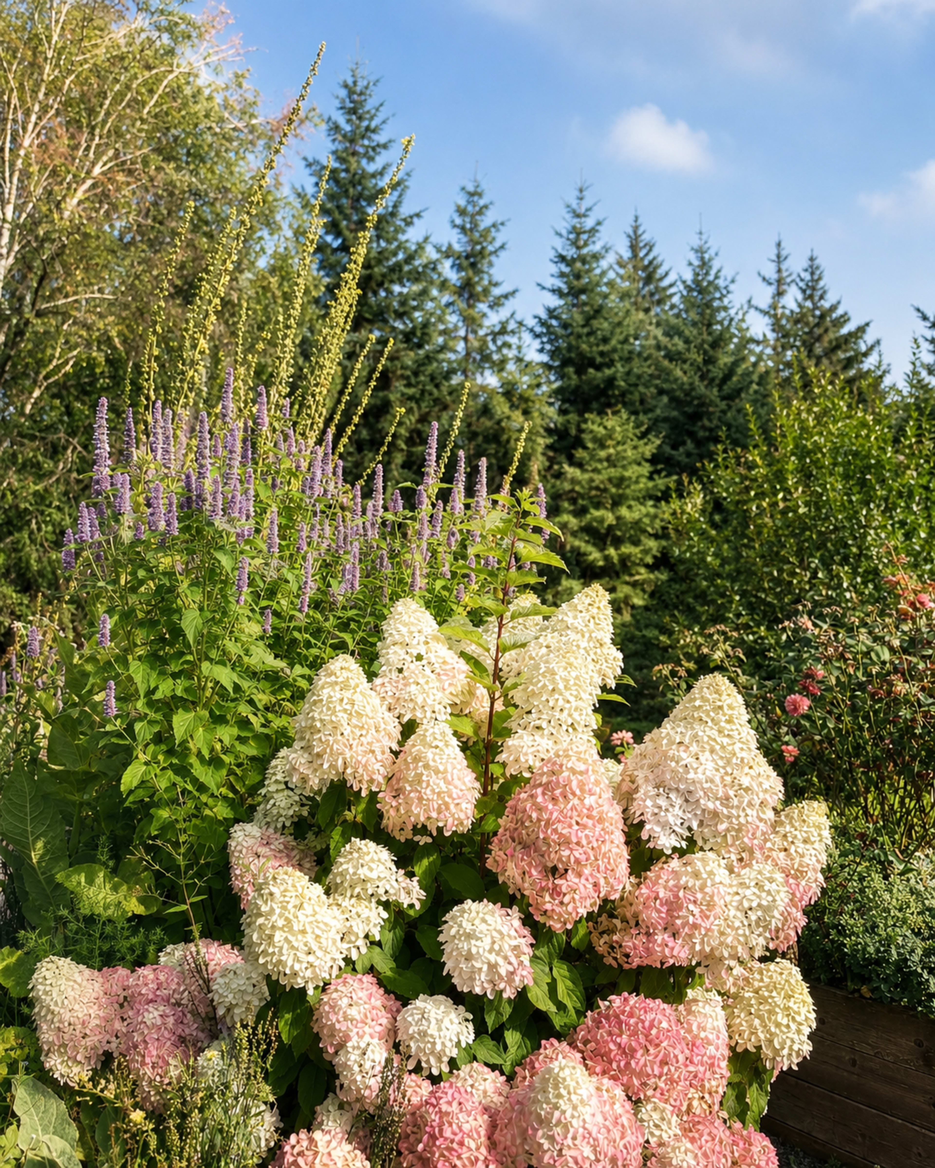 The image features a lush garden with blooming hydrangeas in shades of white and pink, complemented by tall purple flowers and evergreen trees in the background under a blue sky.