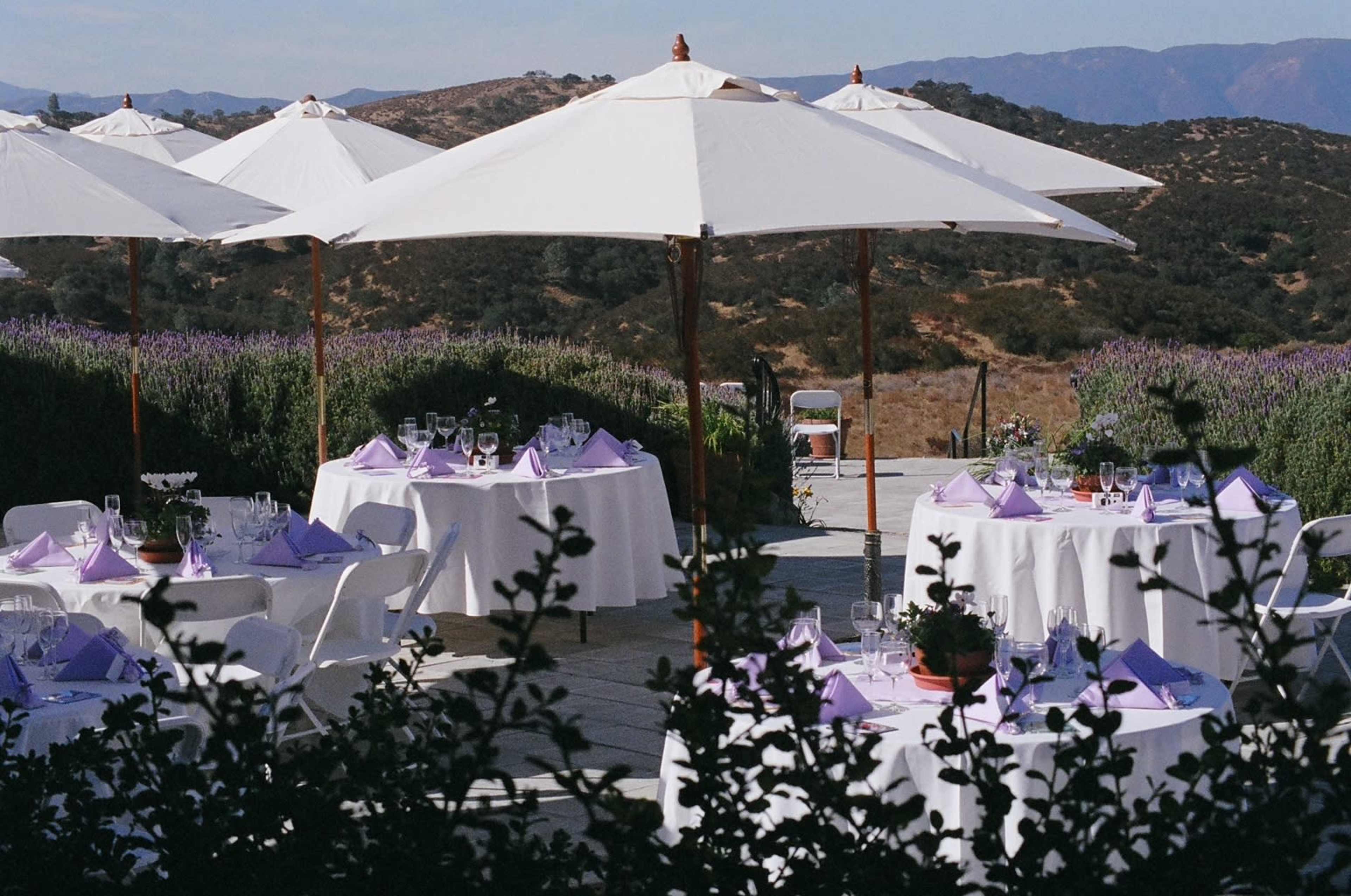 The scene features outdoor dining tables under white umbrellas, surrounded by lavender fields and mountains in the background.