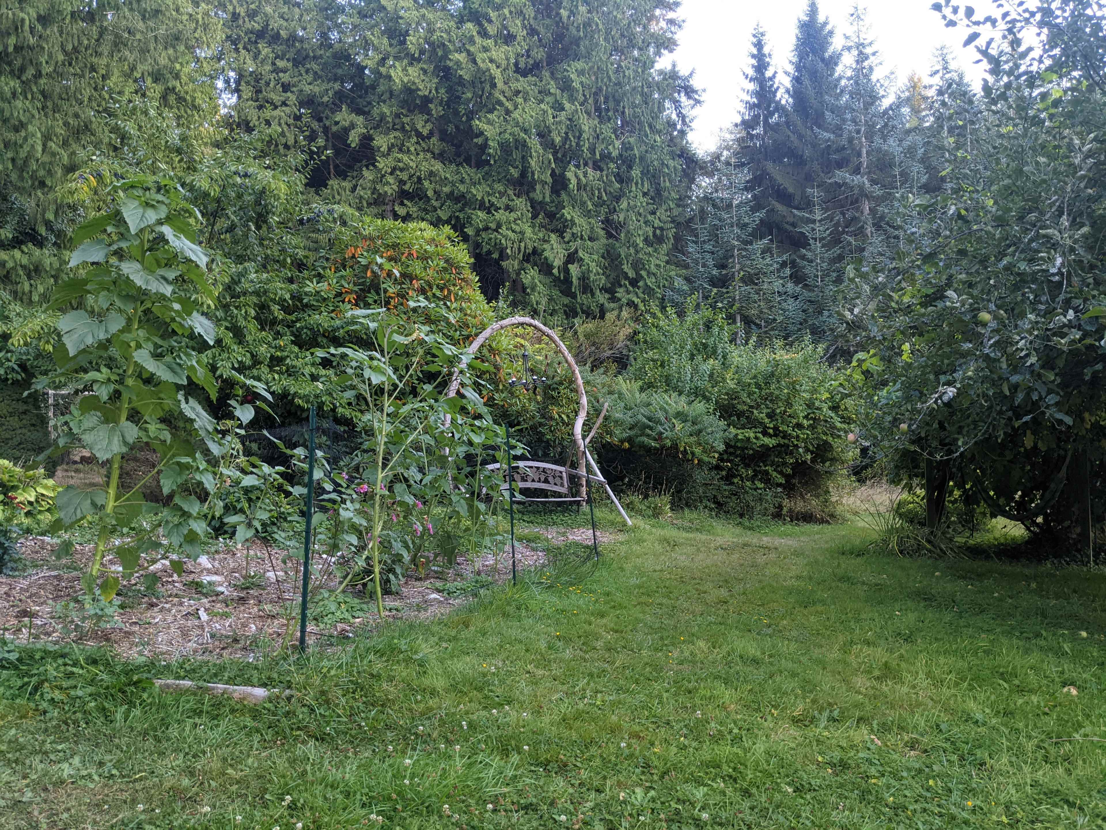 The image shows a garden with various plants, a pathway leading to a bench surrounded by greenery and trees.
