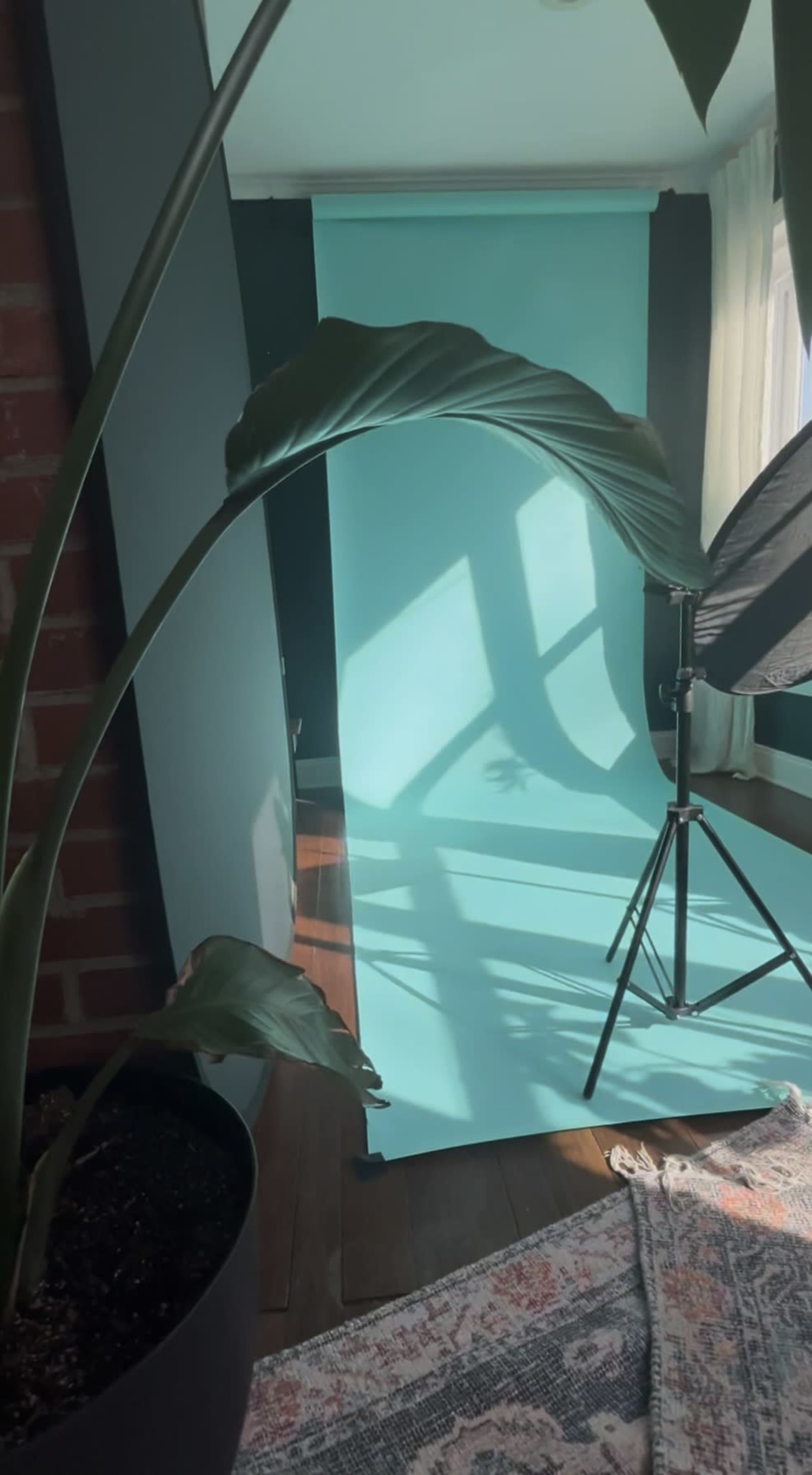 Photography Studio Sunroom, Natural Sunlight ALL day, From Sunrise to Sunset Image in Greenville, Greenville, SC