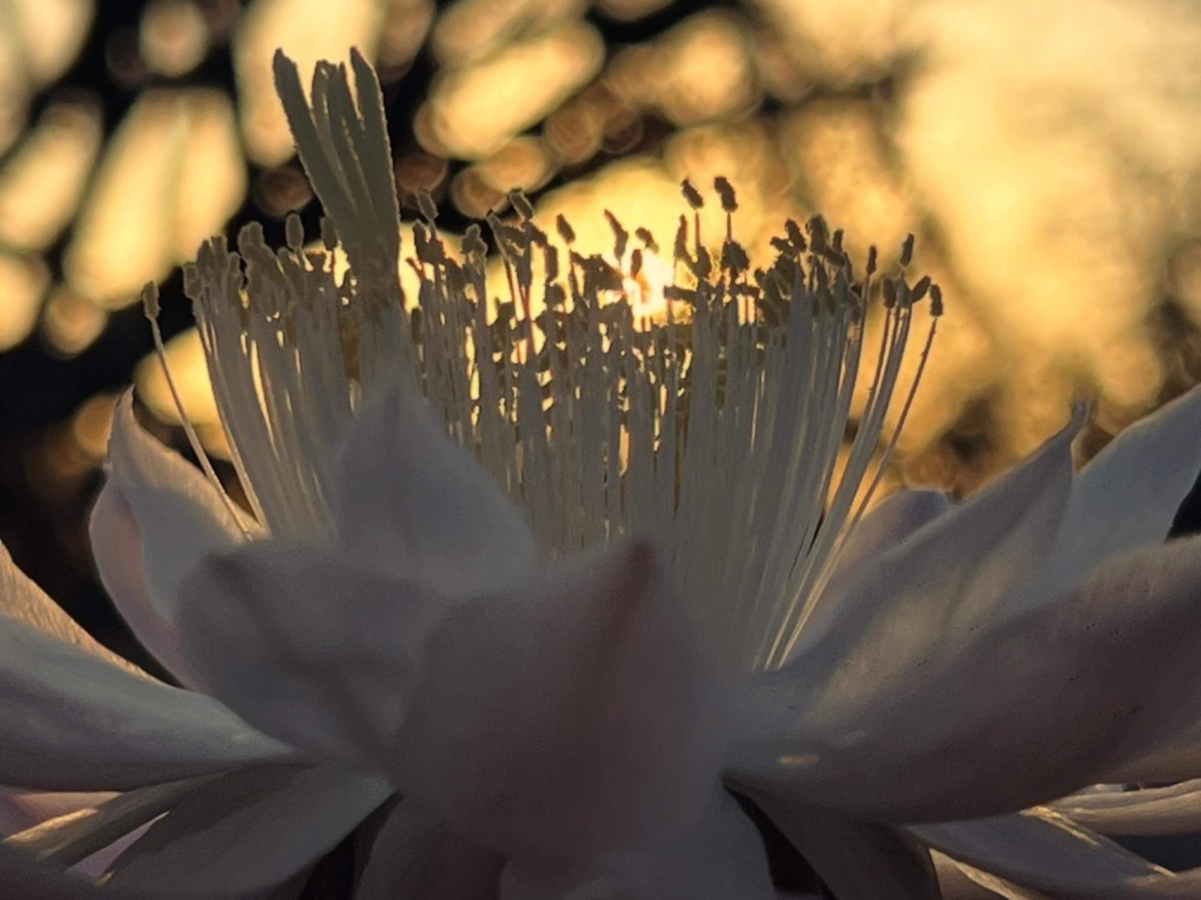Yoga - Breathwork - Meditation - Mantra - Class 