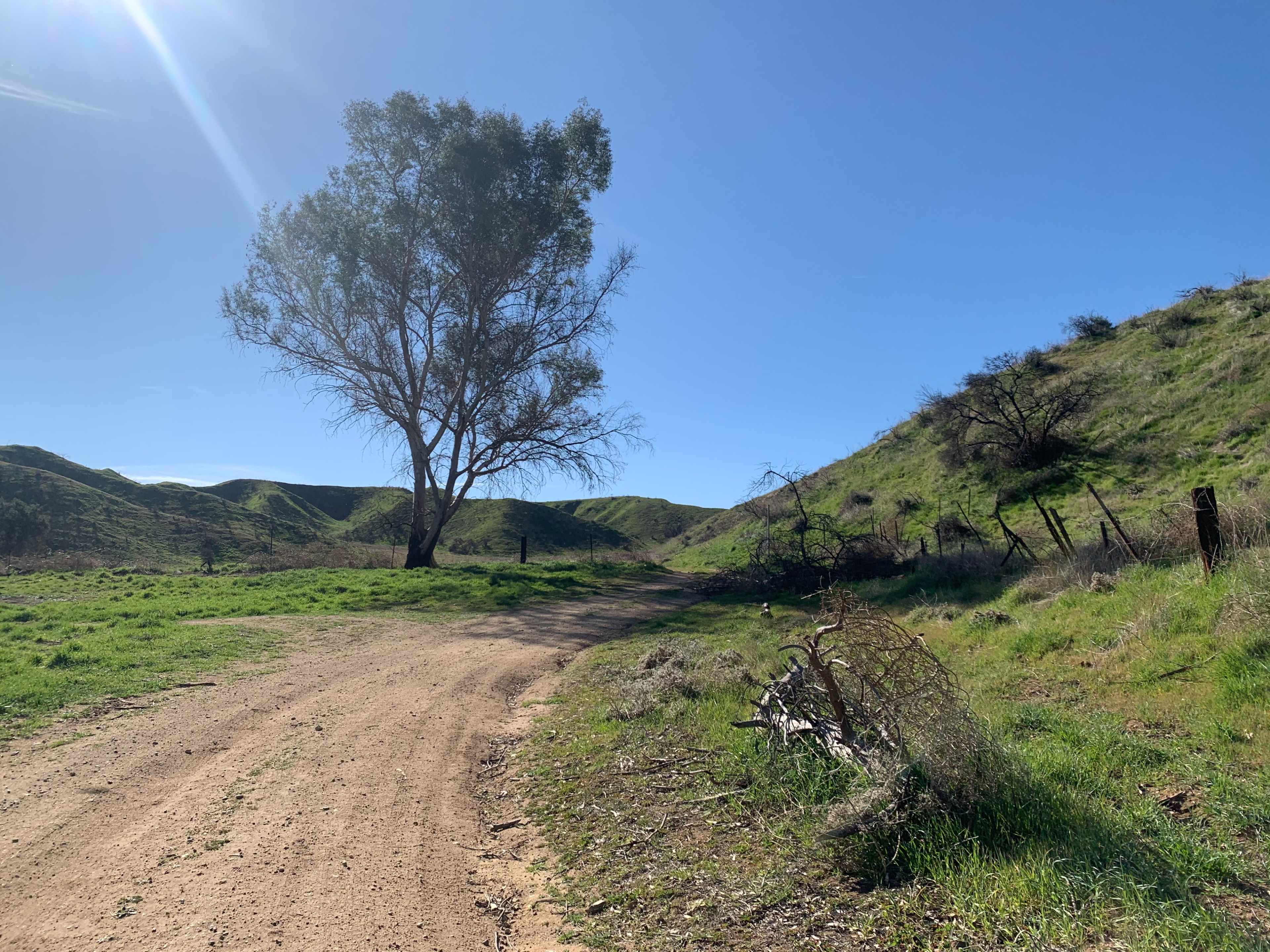 A dirt path winds through a green valley with a large tree on one side and rolling hills in the background.