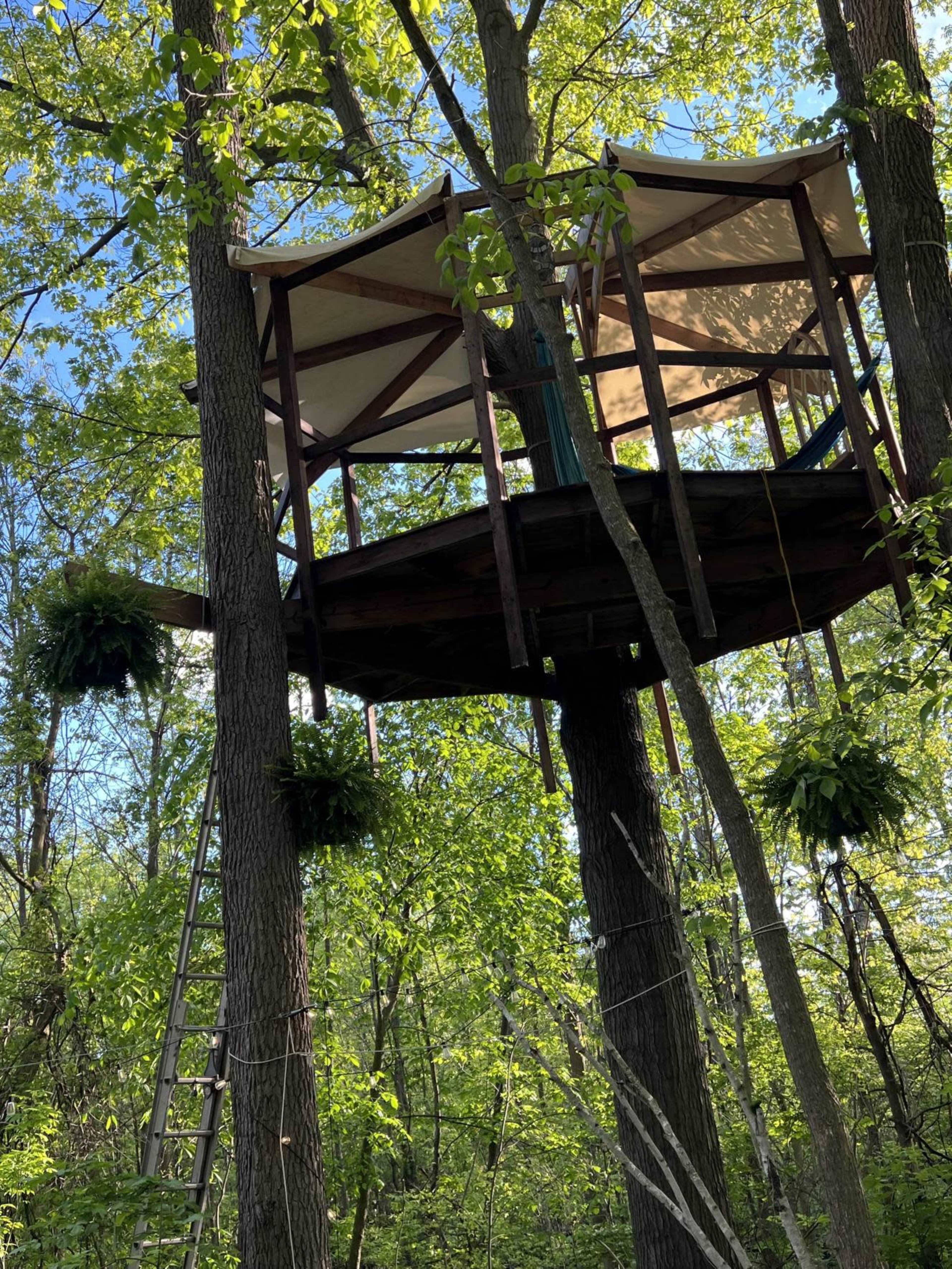 Enchanted Forest with Natural Pond Image in Salem Township, Ann Arbor, MI