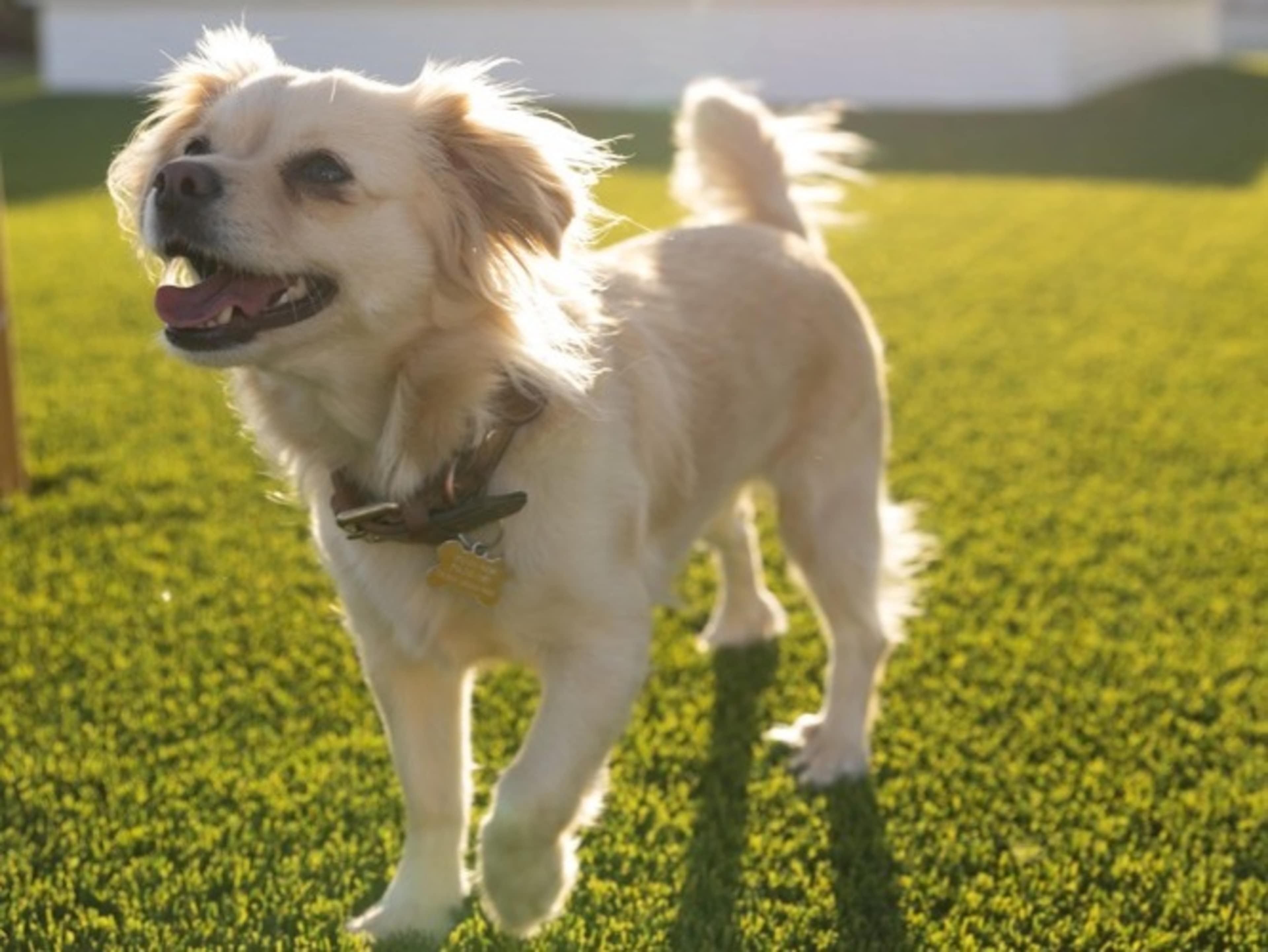 Butterscotch (Resident Model Dog)
