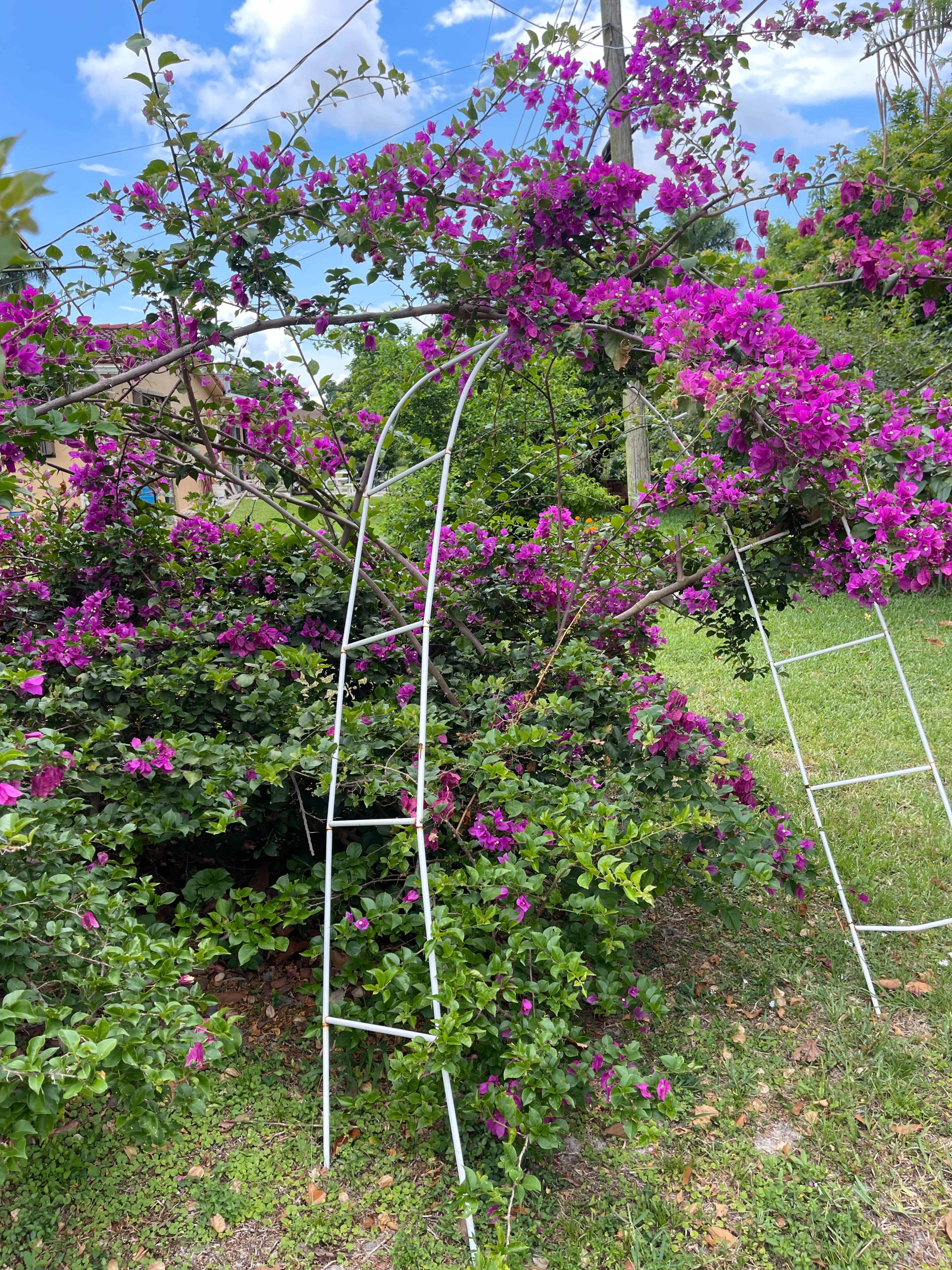 A pair of white ladders stands near a lush bougainvillea bush adorned with vibrant purple flowers.