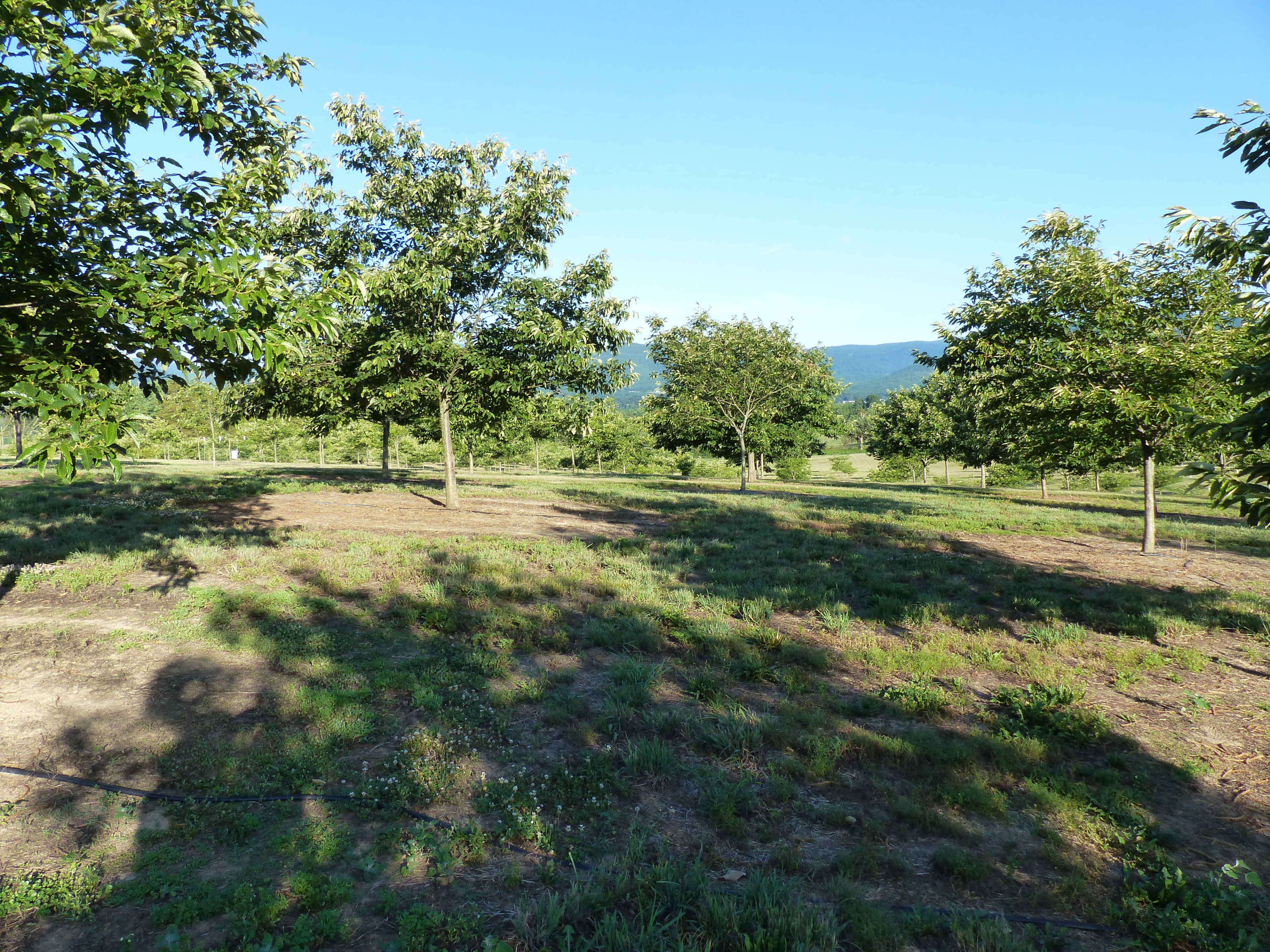 A grassy field scattered with several trees under a clear blue sky.