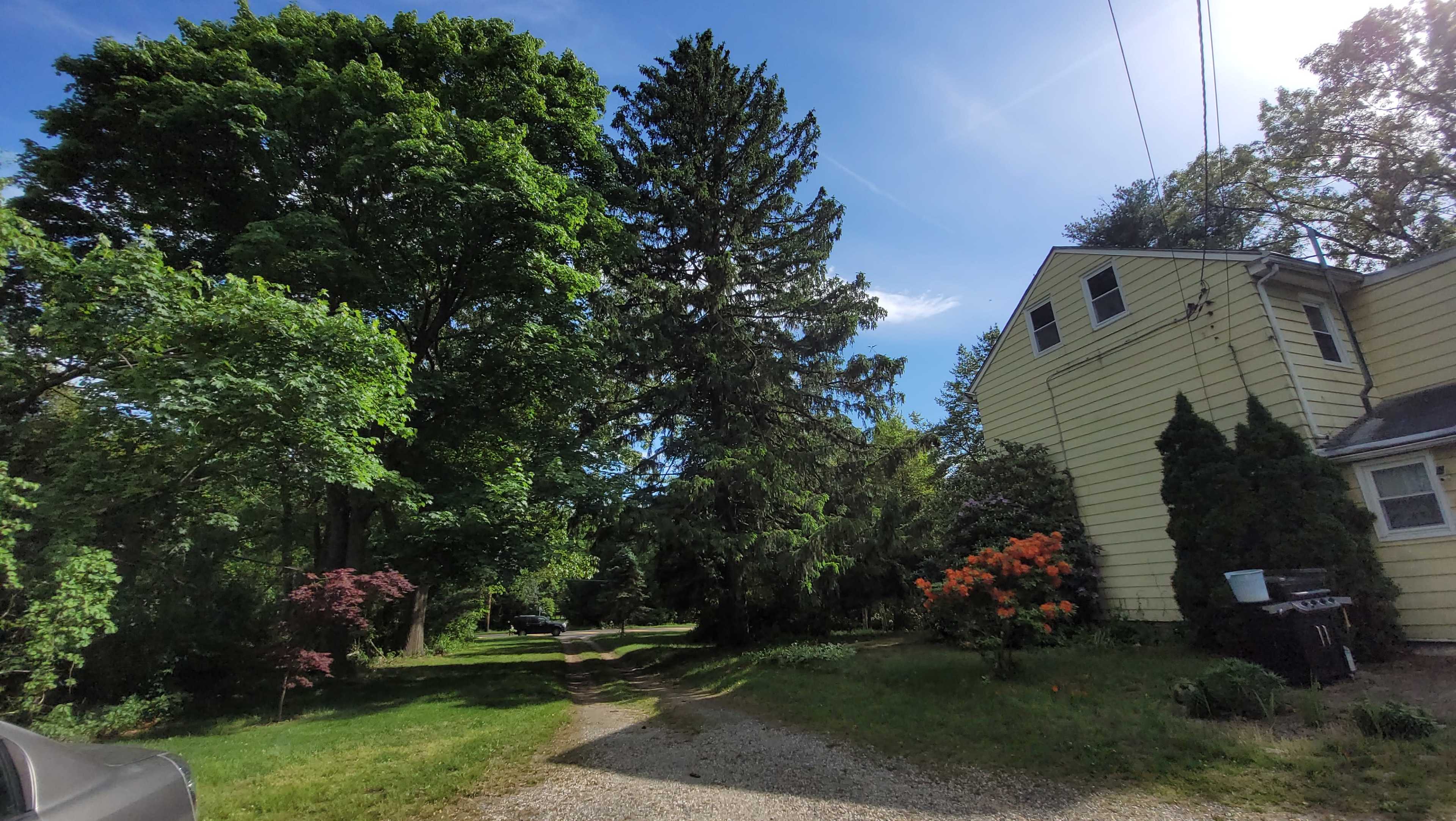 A gravel driveway leads between tall trees and a yellow house, with vibrant shrubbery and flowers on the side.