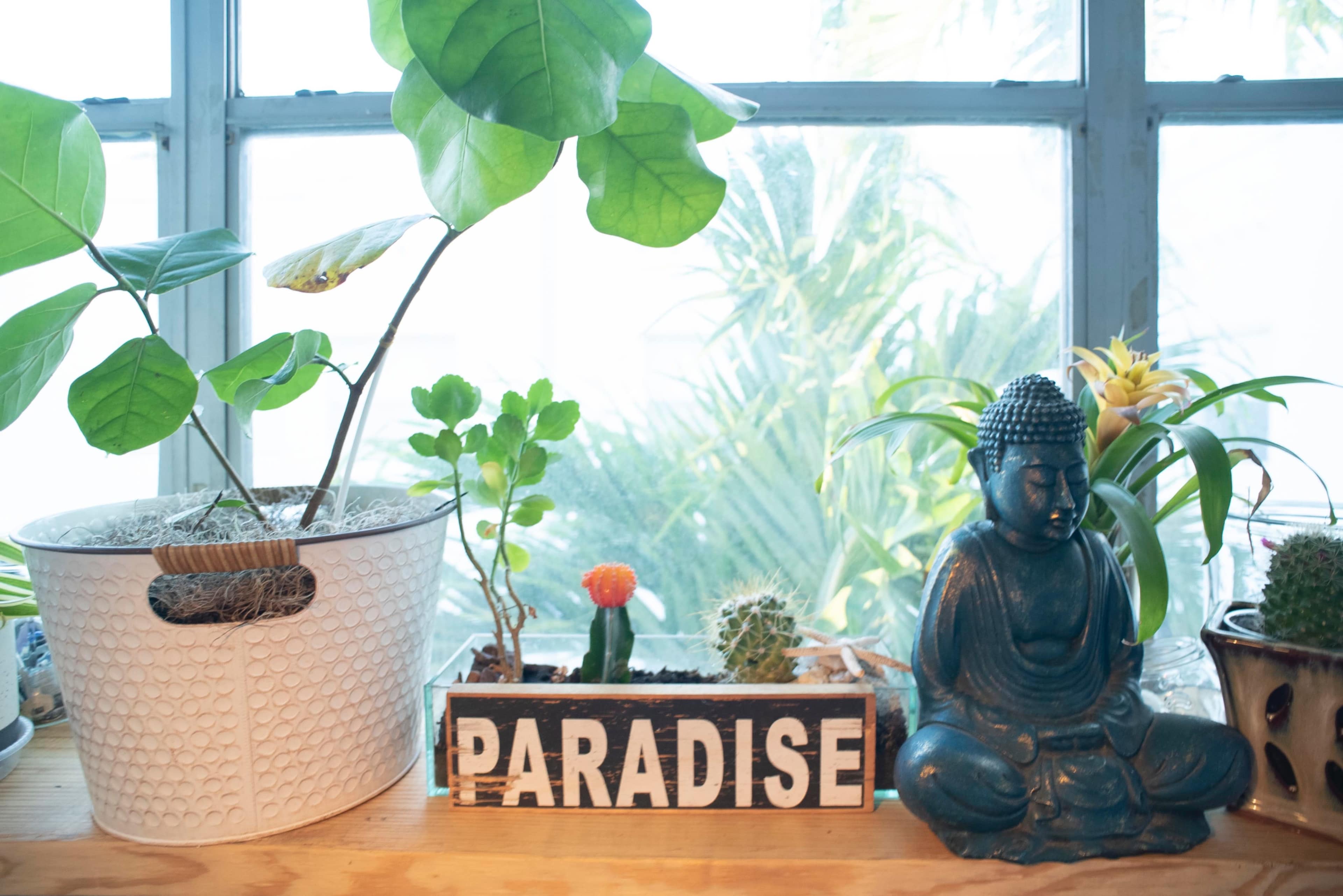 A collection of potted plants, including a cactus and a decorative Buddha statue, is arranged on a wooden surface near a window with a tropical view.