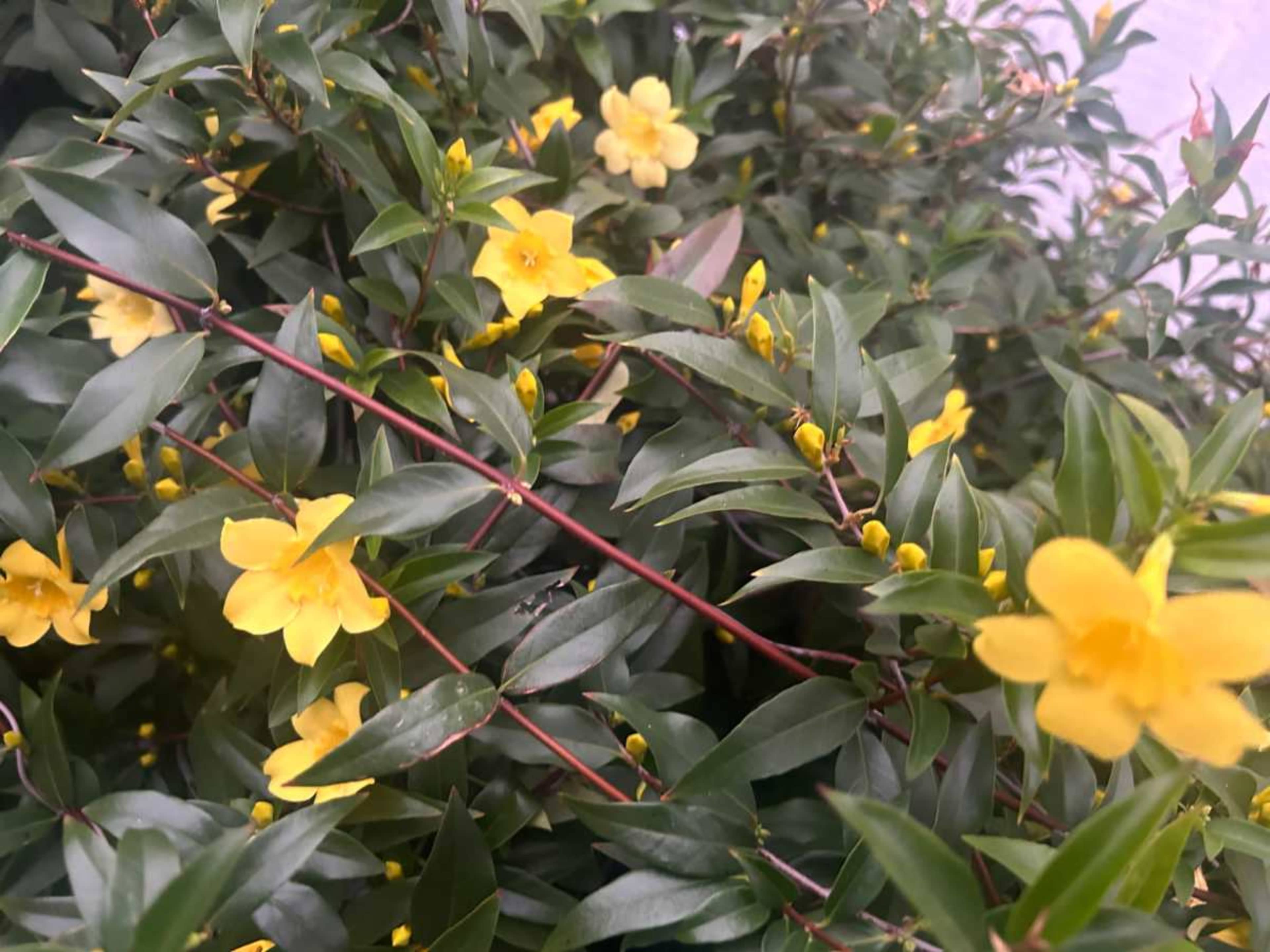 The image shows a close-up of green foliage interspersed with bright yellow flowers.