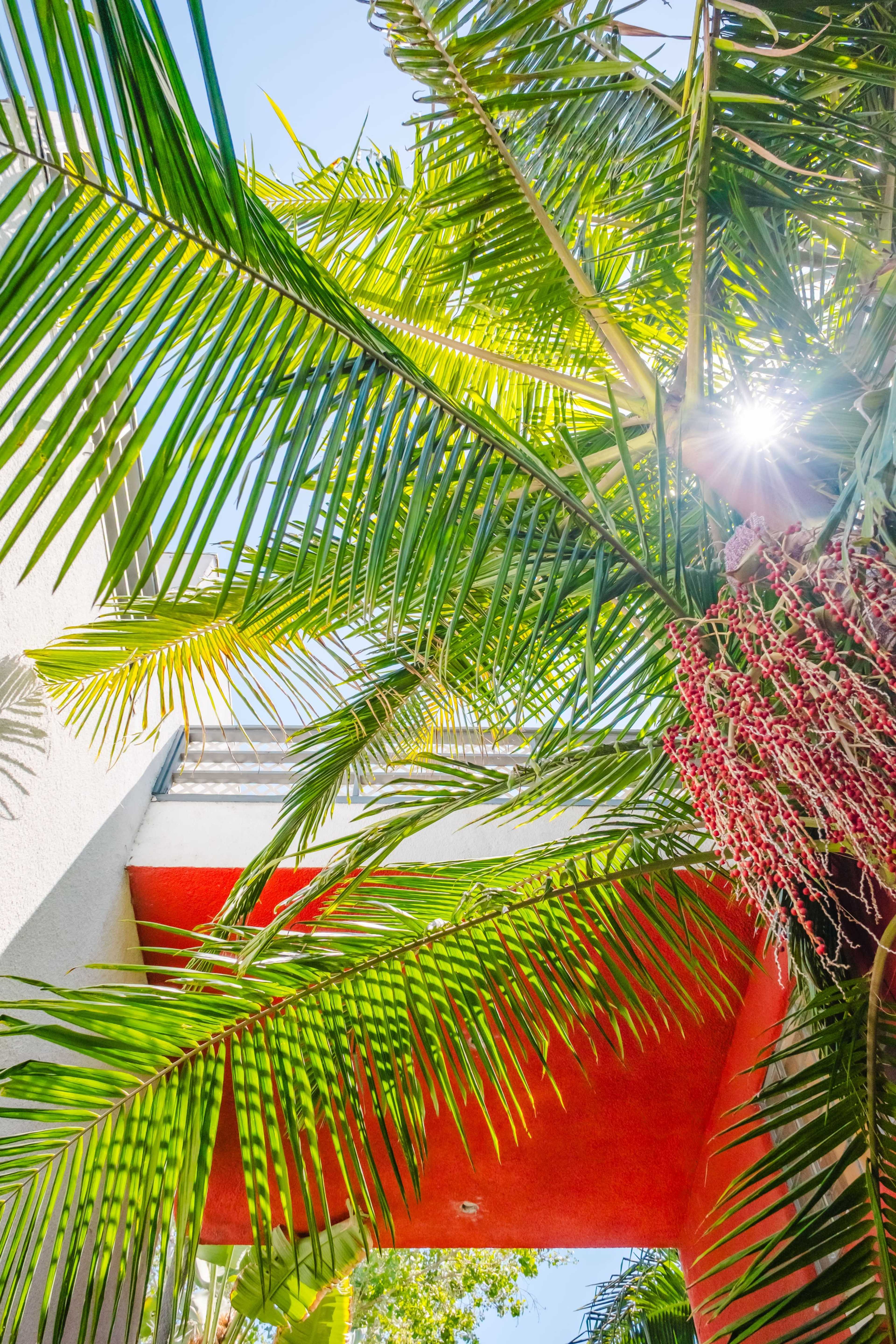 A bright palm tree with long fronds and clusters of red flowers is positioned beneath a clear sky and a building with a red accent wall.