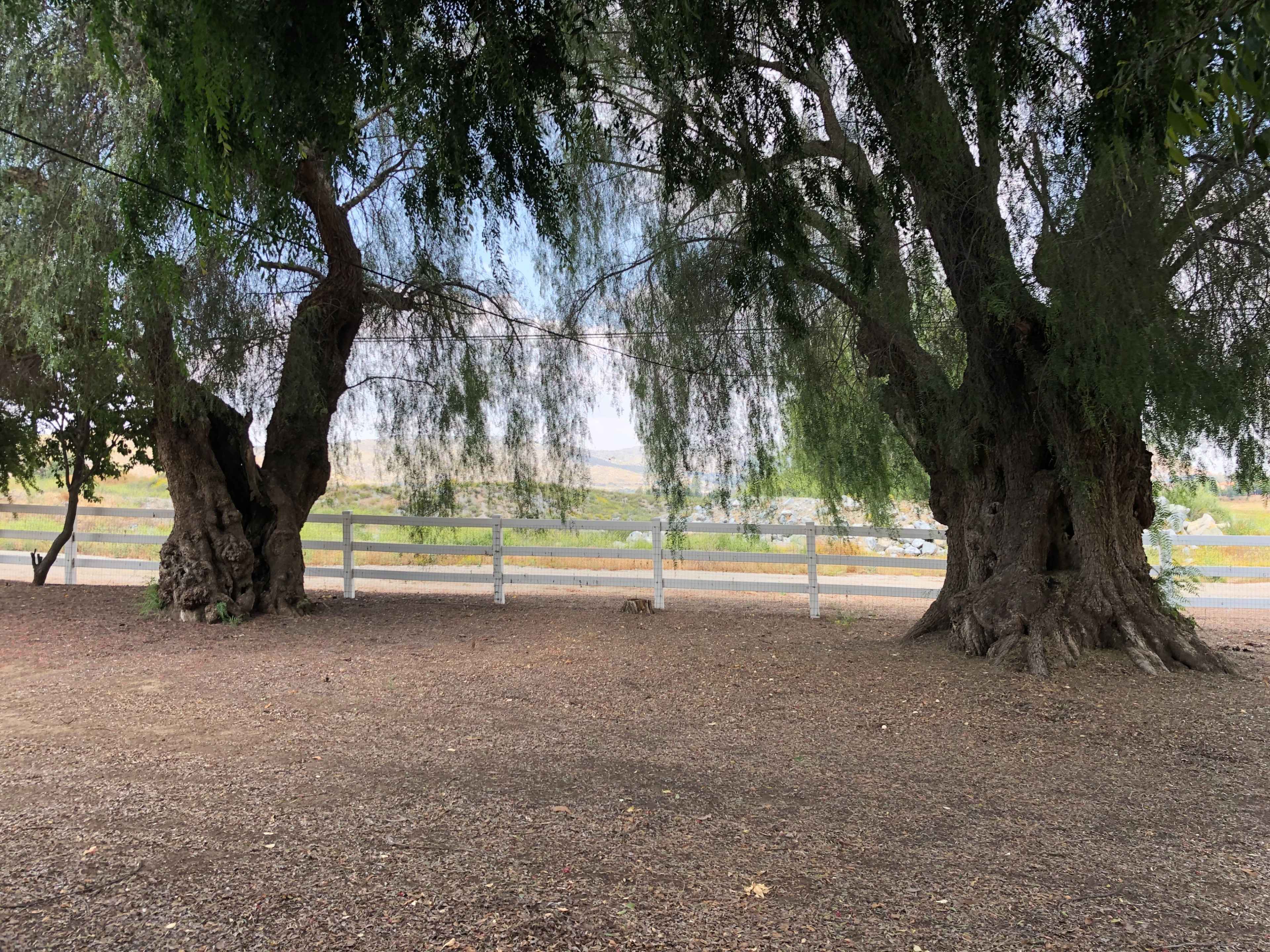 Two large trees with sprawling branches, standing side by side in a gravel area near a white fence and an open field in the background.