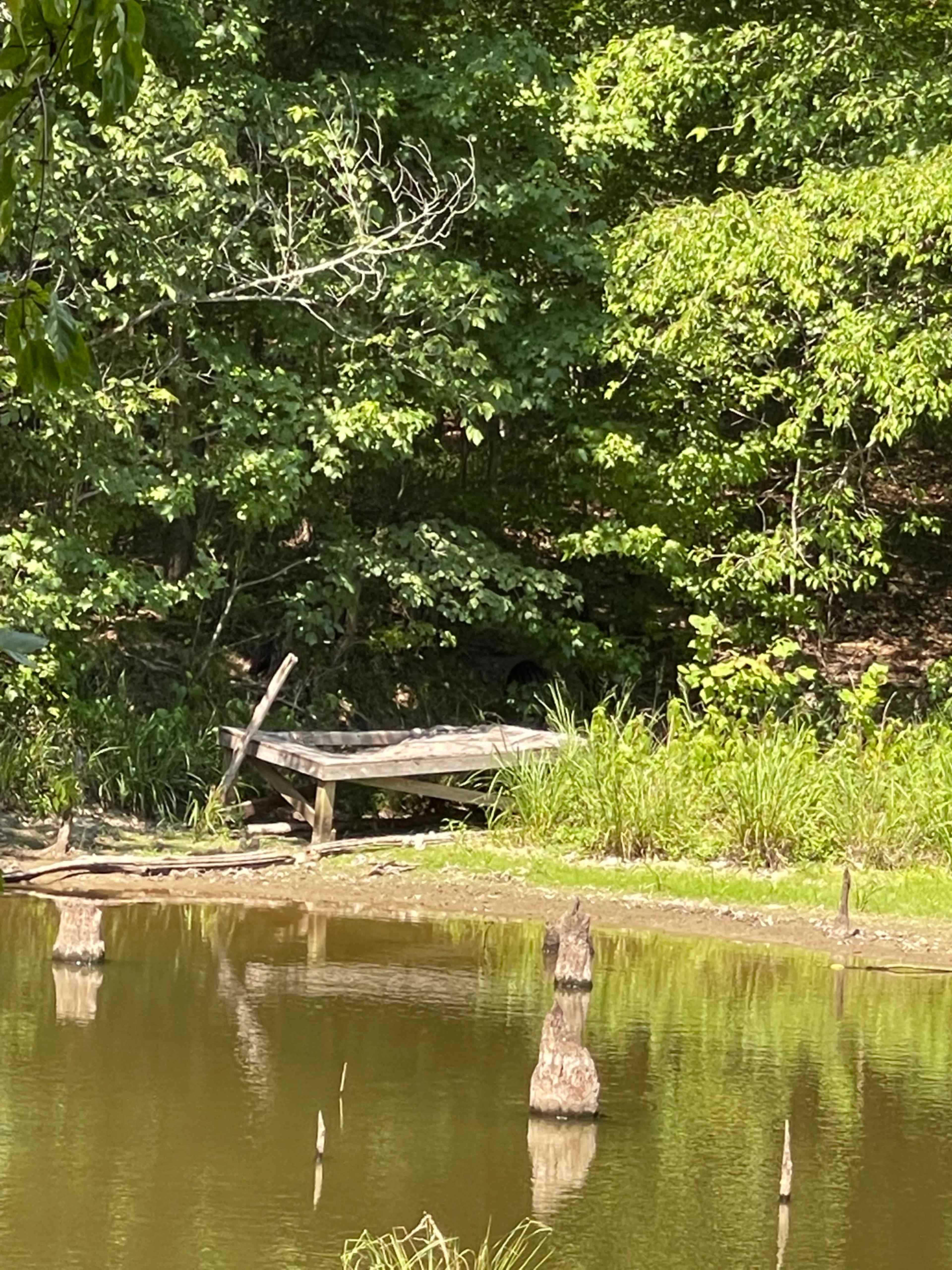A wooden platform is partially visible at the edge of a pond, surrounded by dense greenery.