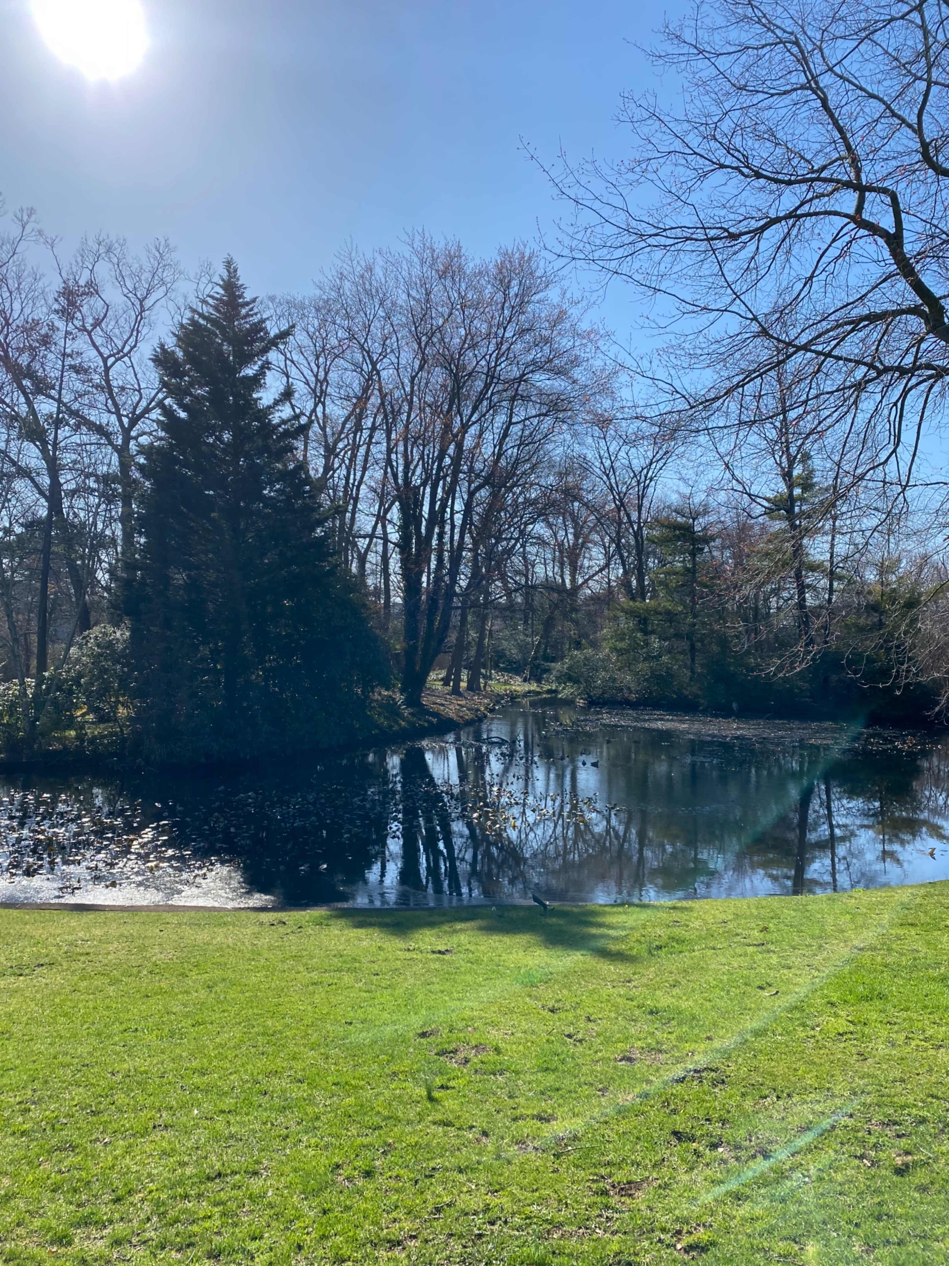 A clear pond surrounded by trees reflects the blue sky and sunlight on a sunny day.