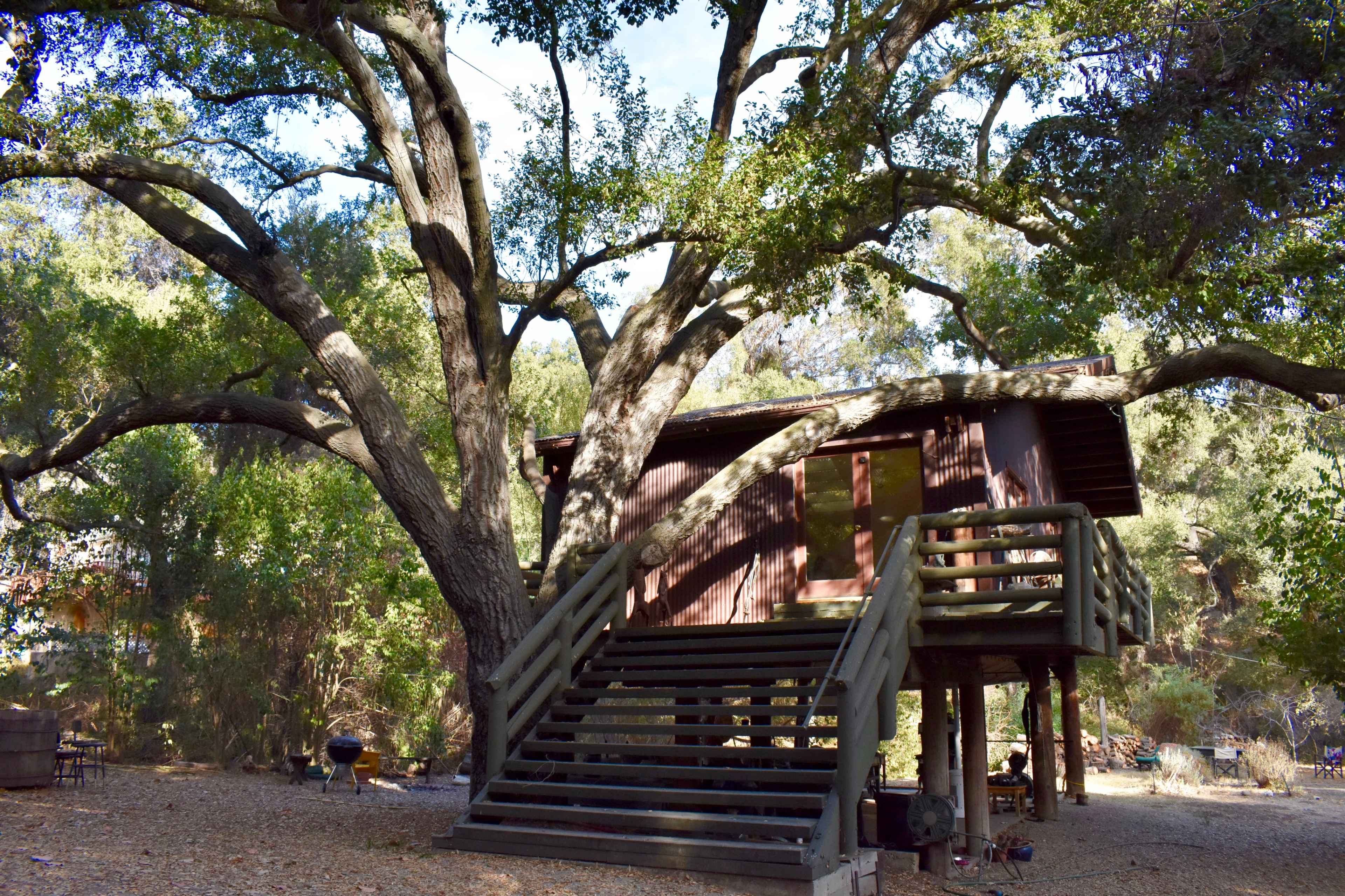 A wooden cabin with stairs is situated beneath a large oak tree in a wooded area.