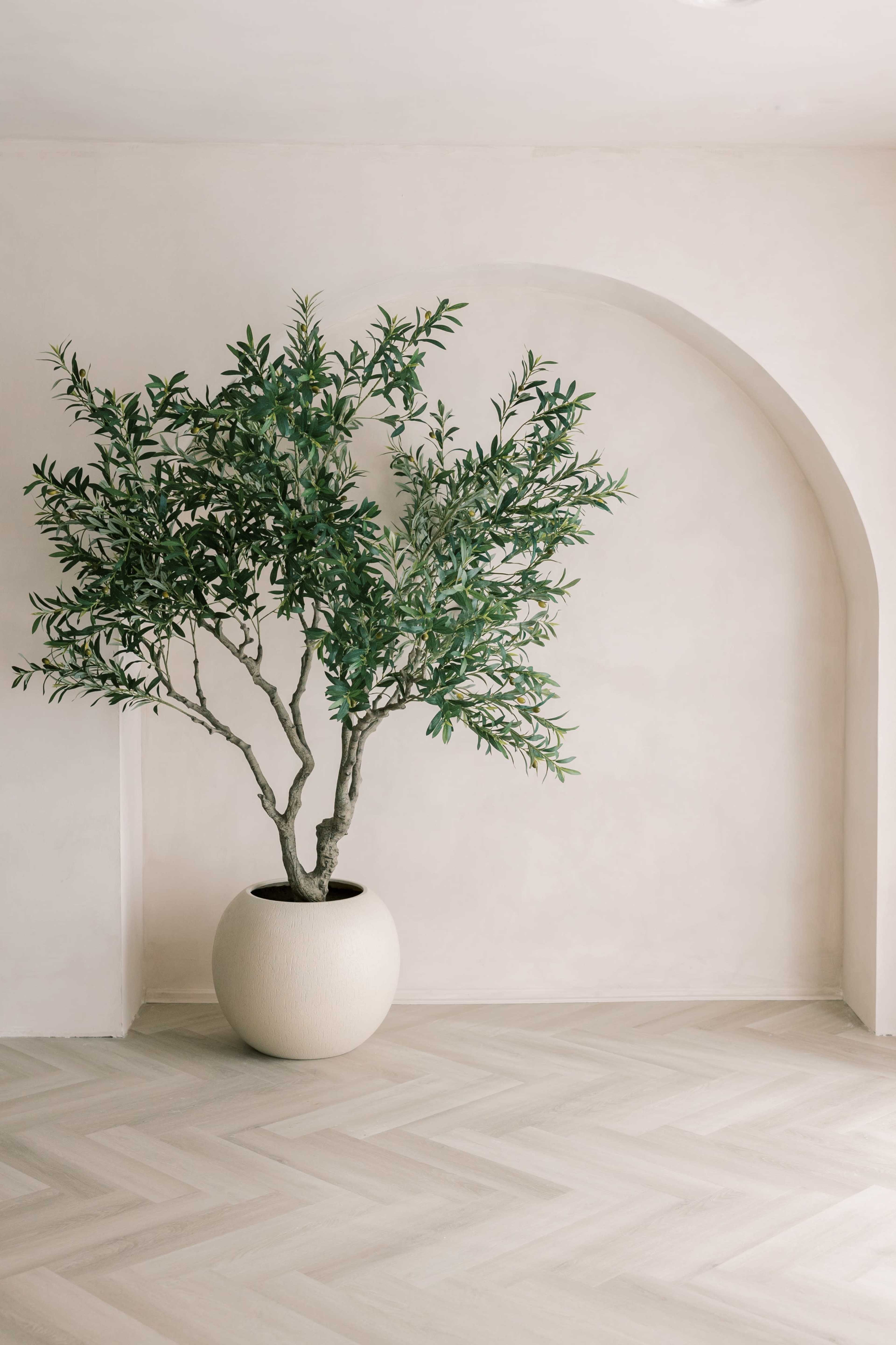 A potted tree is situated against a smooth, light-colored wall with an archway.