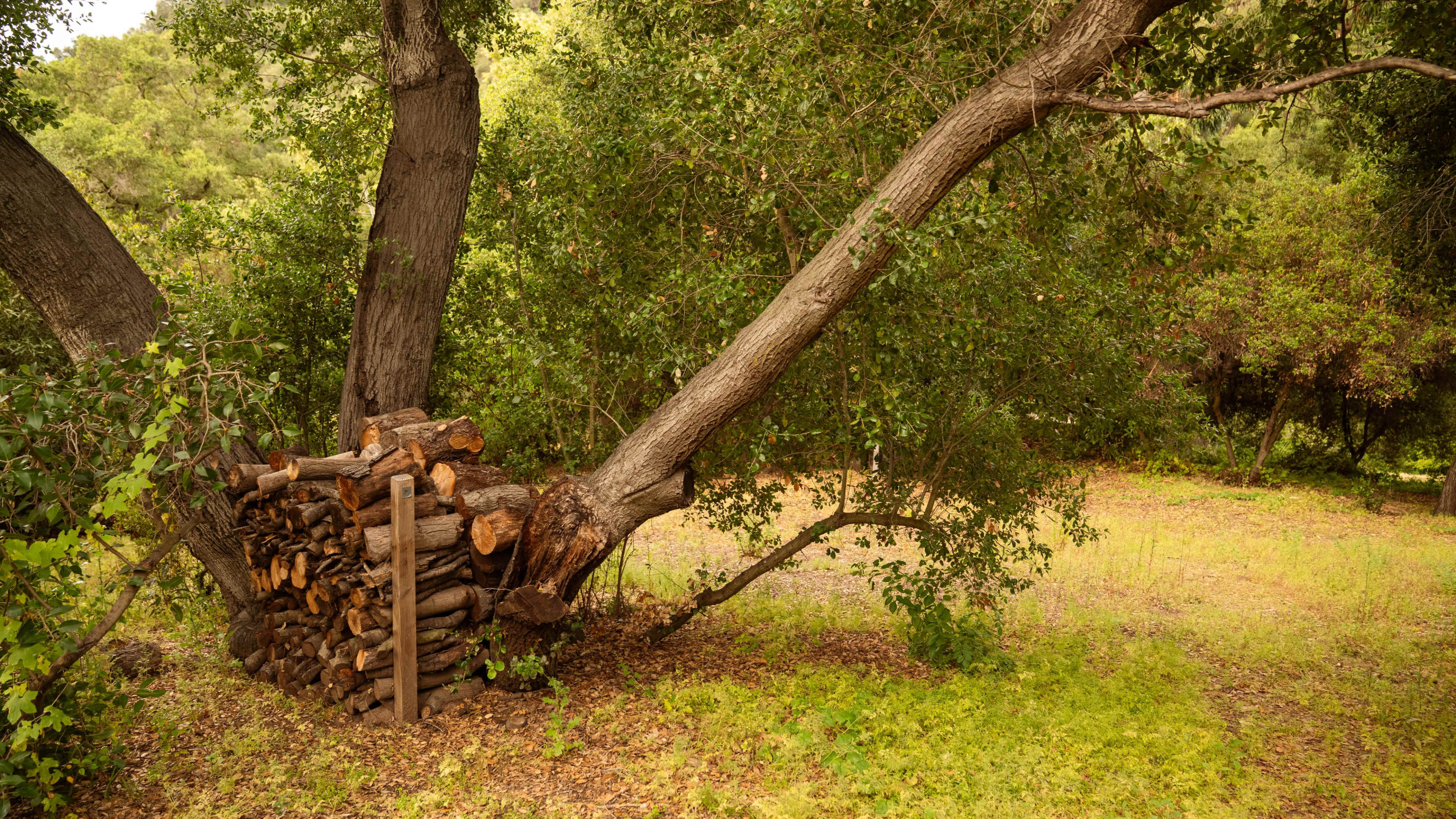 A stack of firewood is neatly arranged beside a large, leaning tree in a wooded area.