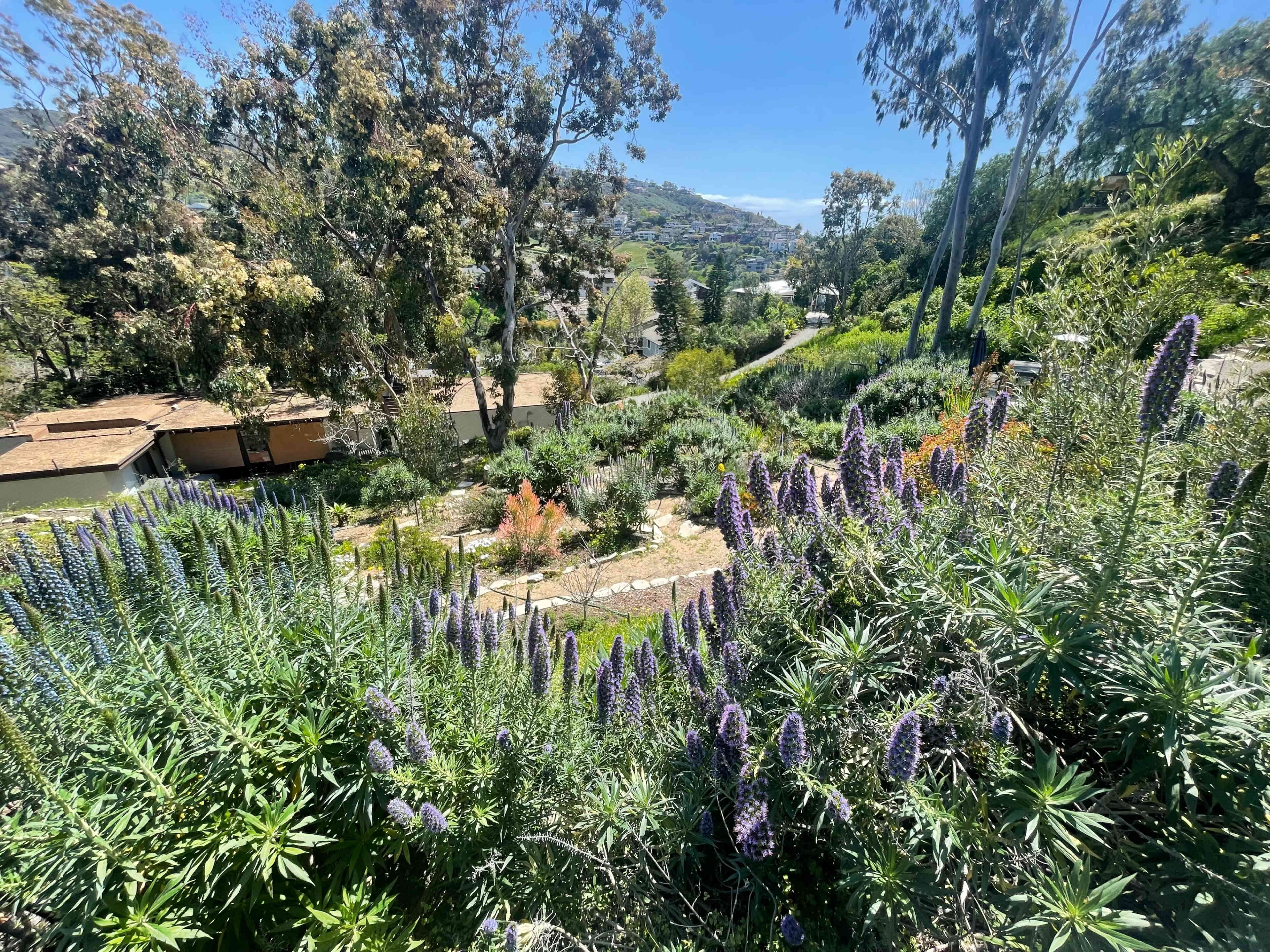 The image shows a hillside garden filled with purple flowers and various greenery under a clear blue sky.