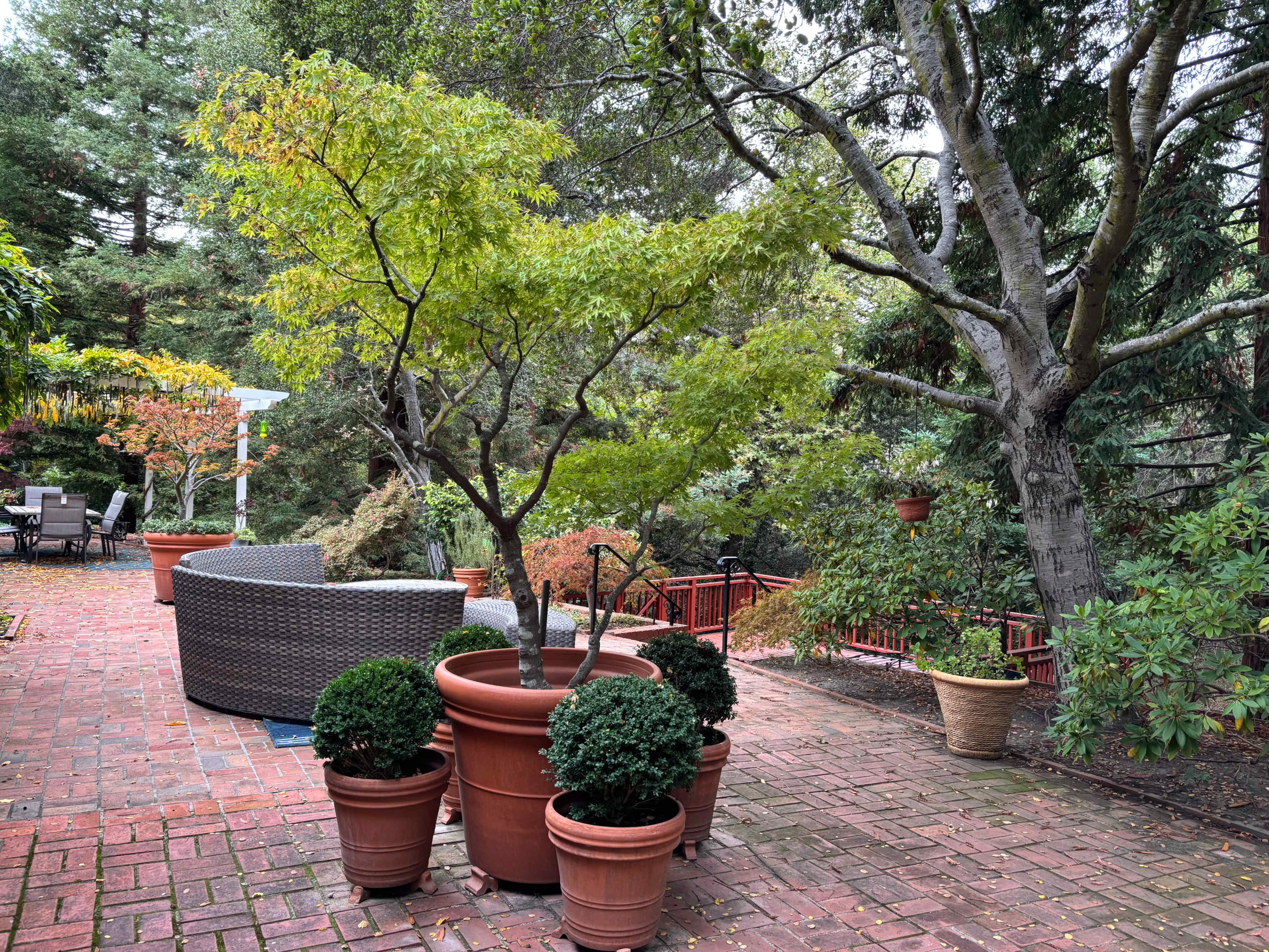 Scenic Garden Backyard with Deck and San Leandro Creek Views — Perfect for Photoshoots Image in Sheffield Village, San Leandro, CA