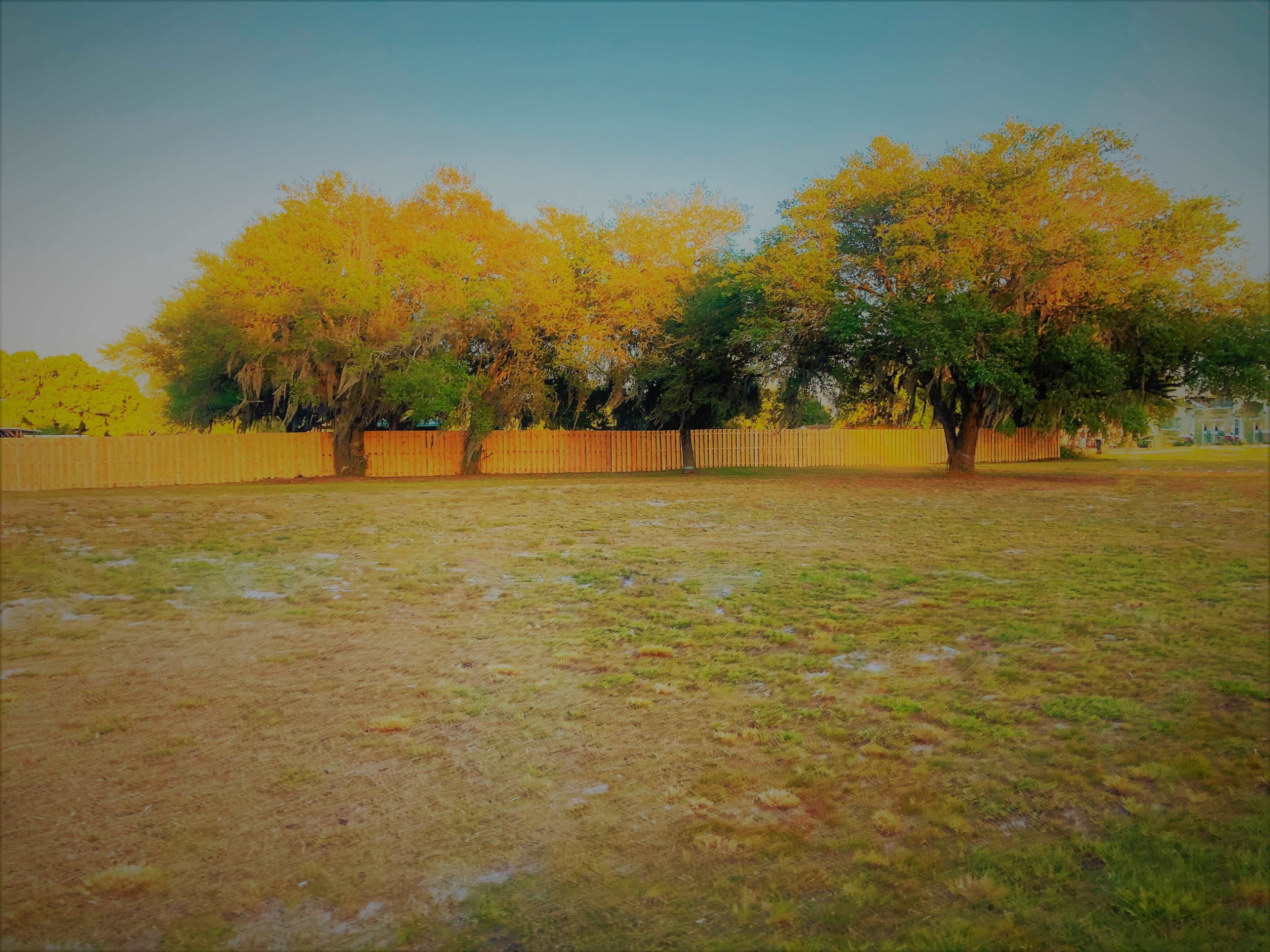 A grassy field bordered by a wooden fence and two trees with green and yellow foliage under a clear sky.