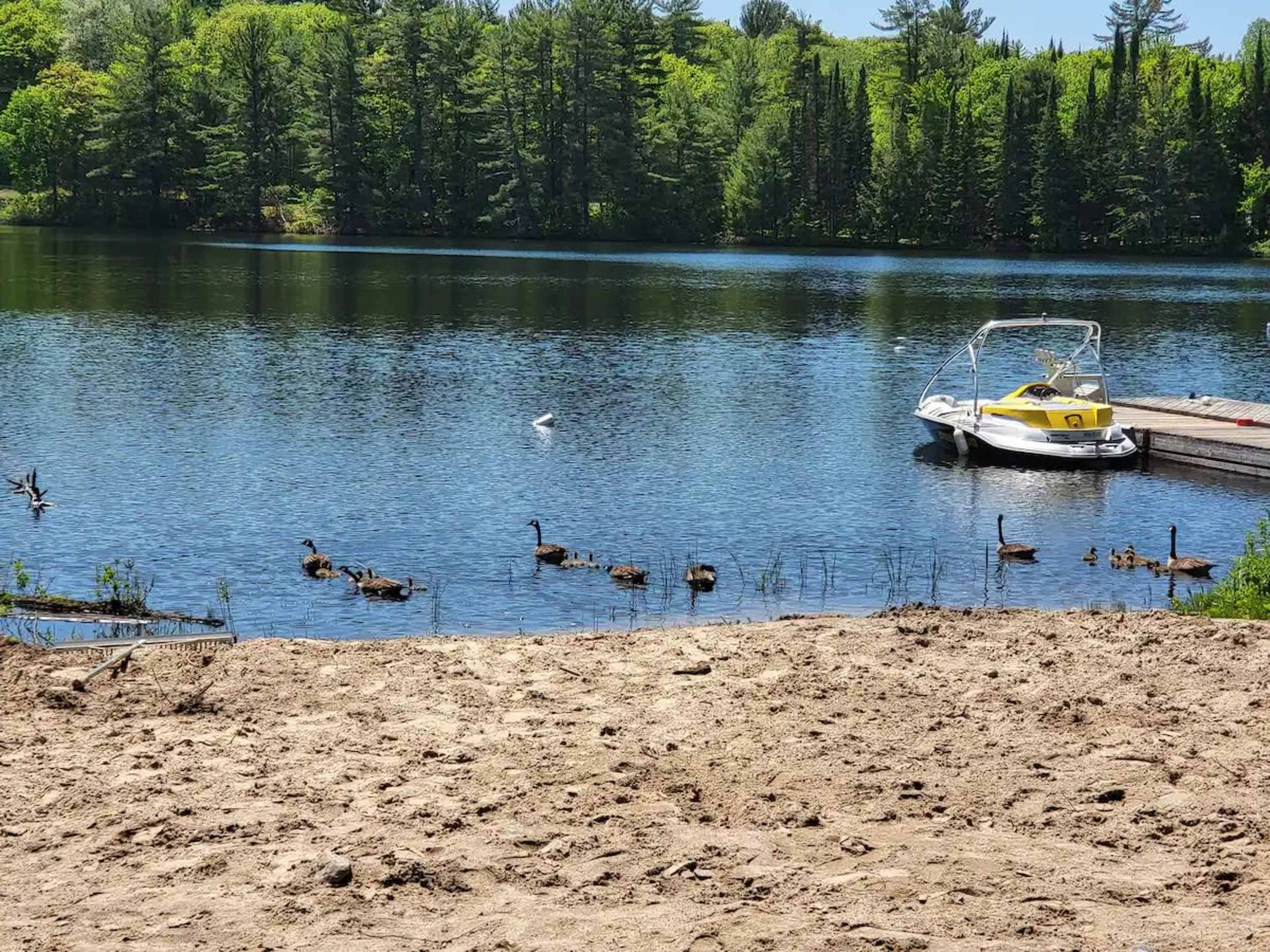A sandy shoreline borders a calm lake where a group of ducks swims near a docked boat surrounded by green trees.
