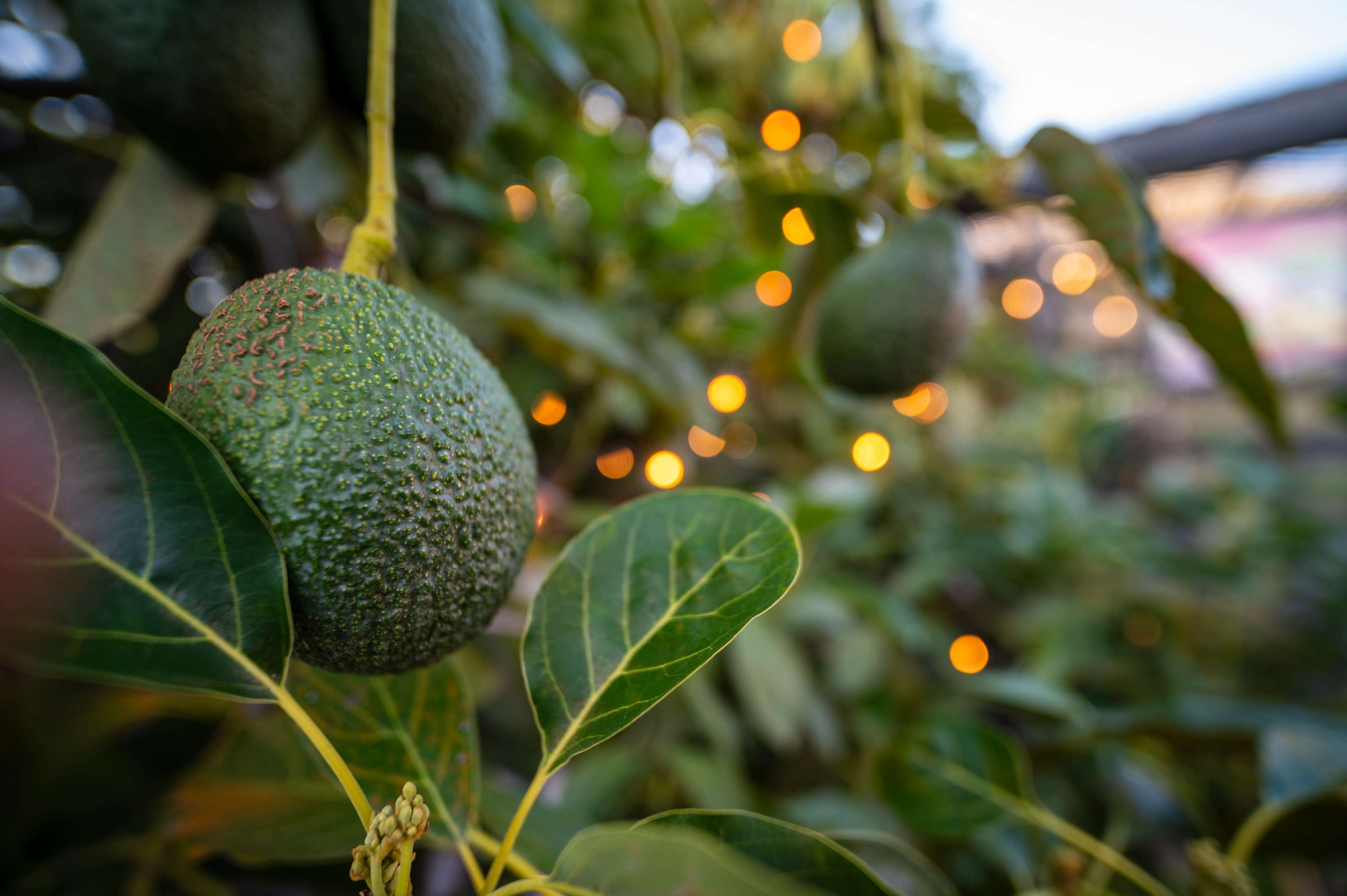 Avocado fruits hang from a tree with green leaves and blurred decorative lights in the background.