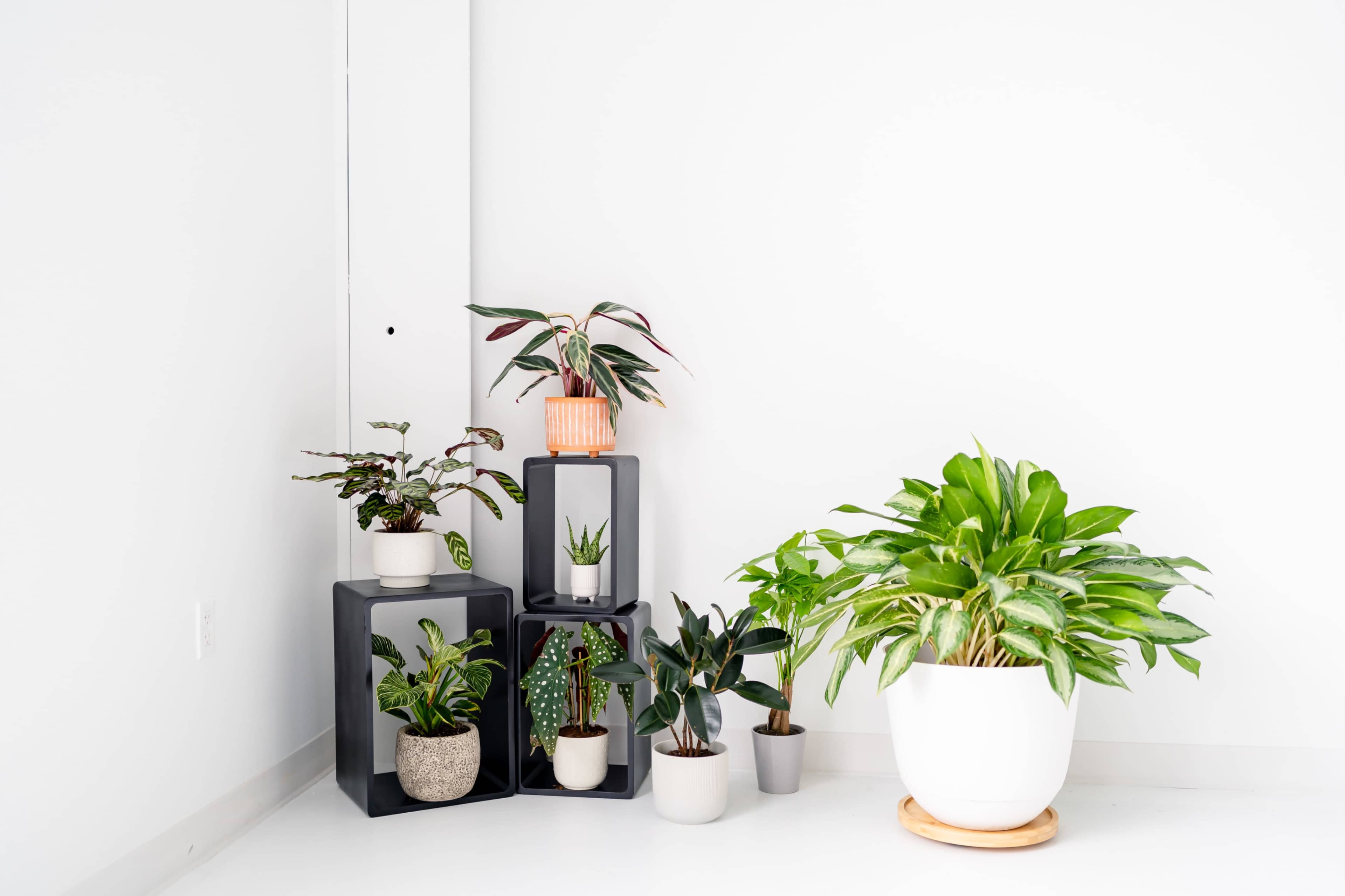 A corner of a bright room features various potted plants arranged on black shelving and on the floor.