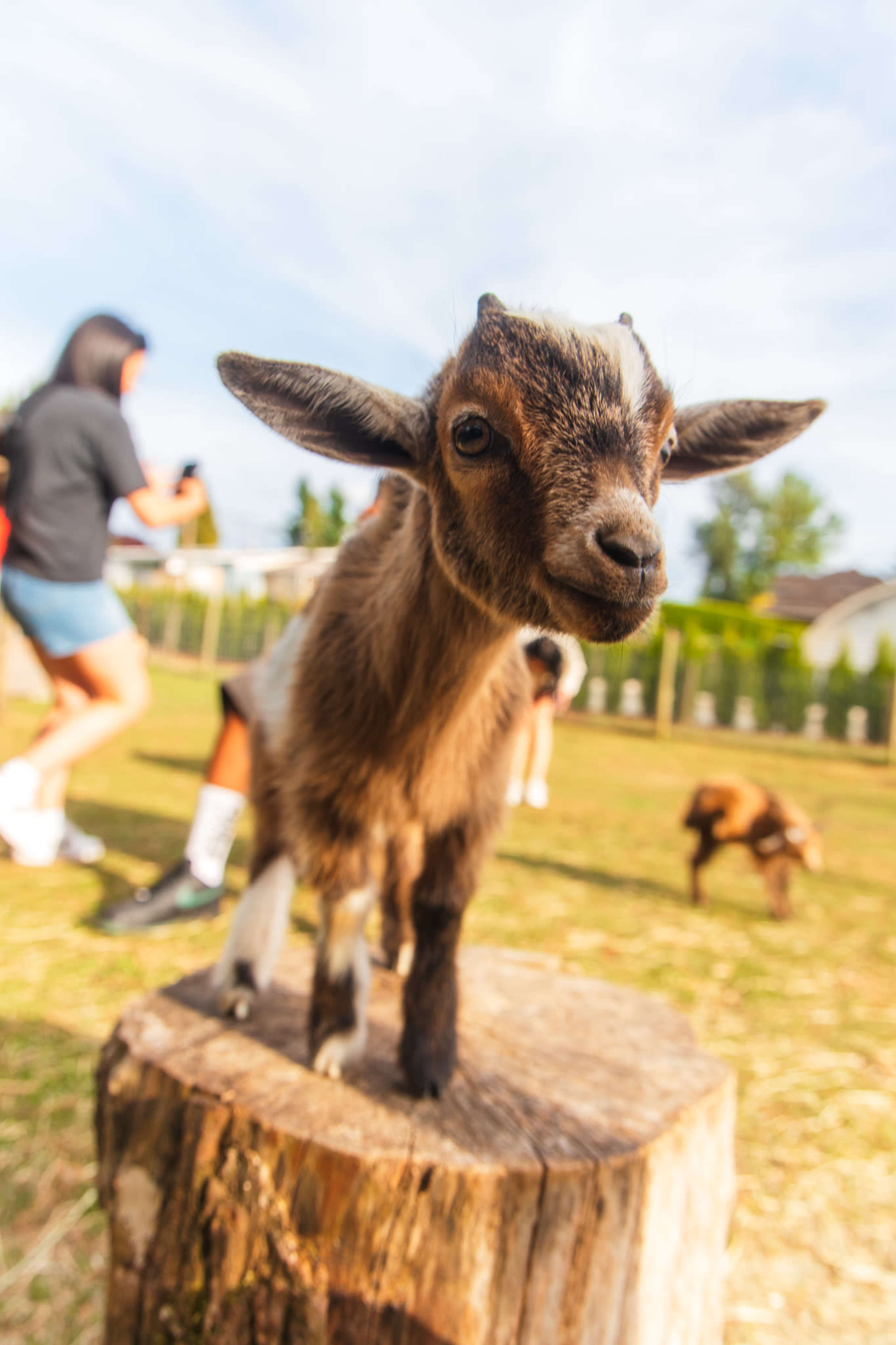 A young goat stands on a tree stump in a grassy field with people in the background.