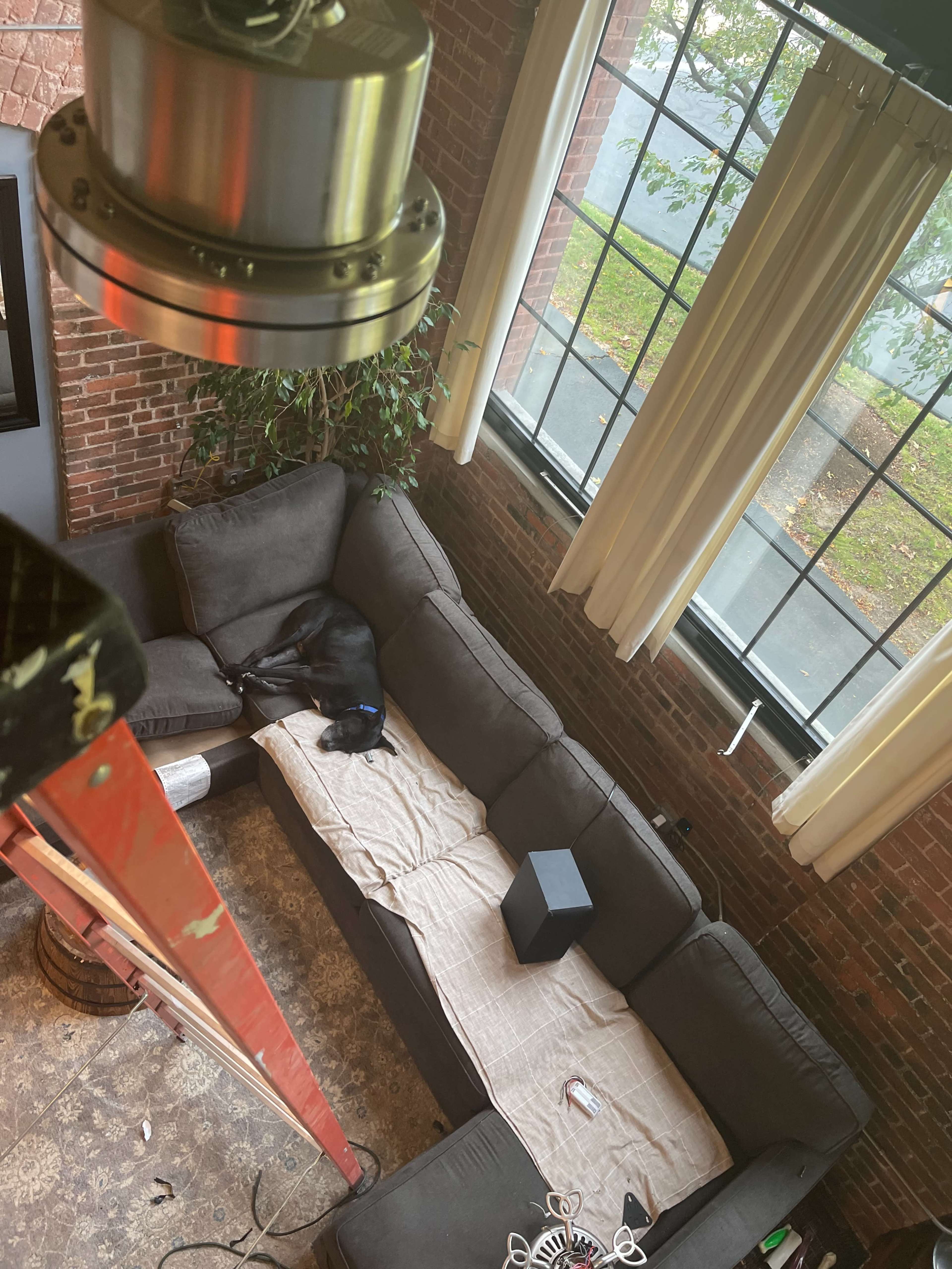 A black dog is lying on a sofa covered with a blanket in a room with large windows and brick walls.