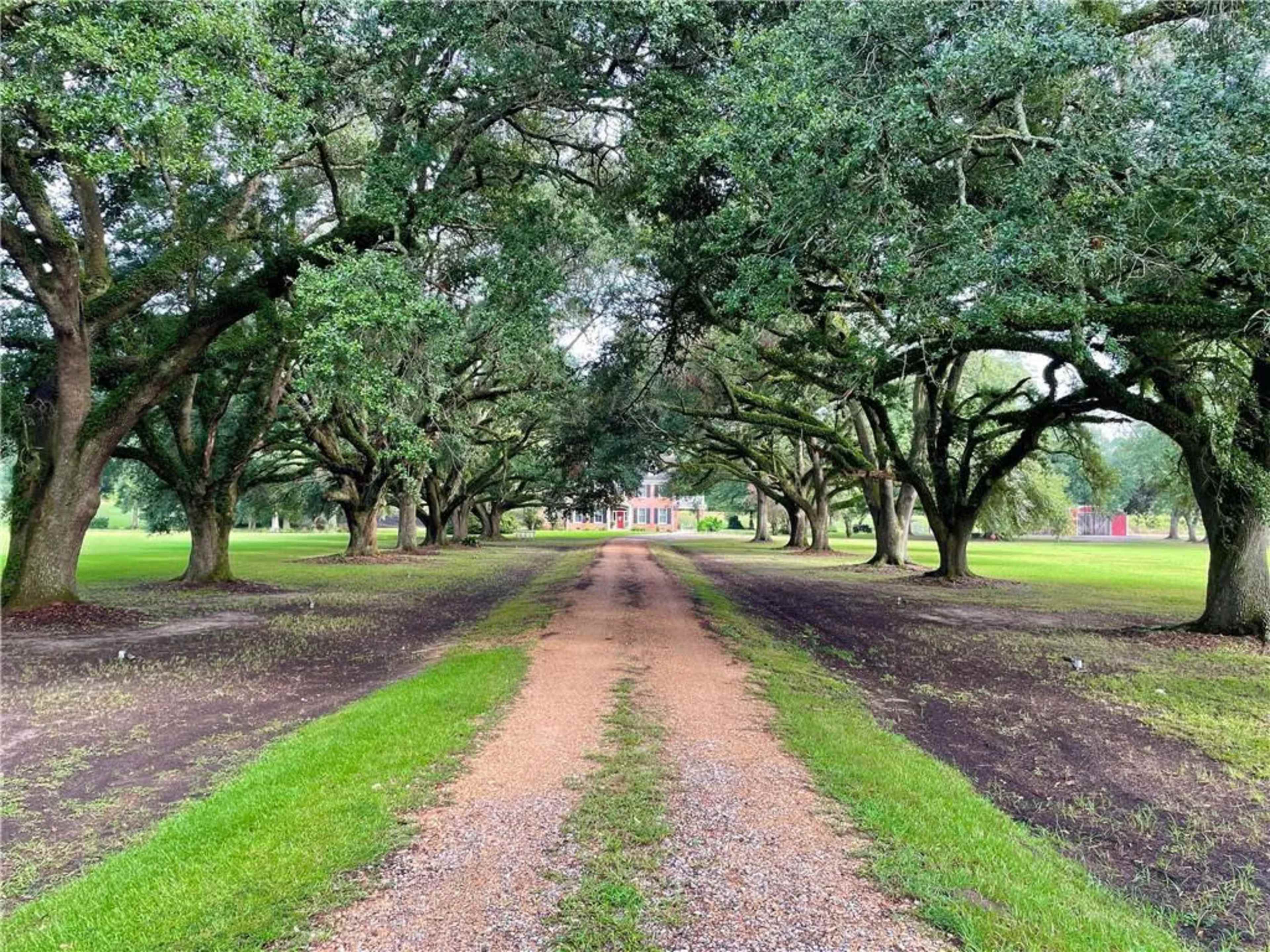 A gravel driveway lined with overhanging oak trees leads to a large house in the distance.