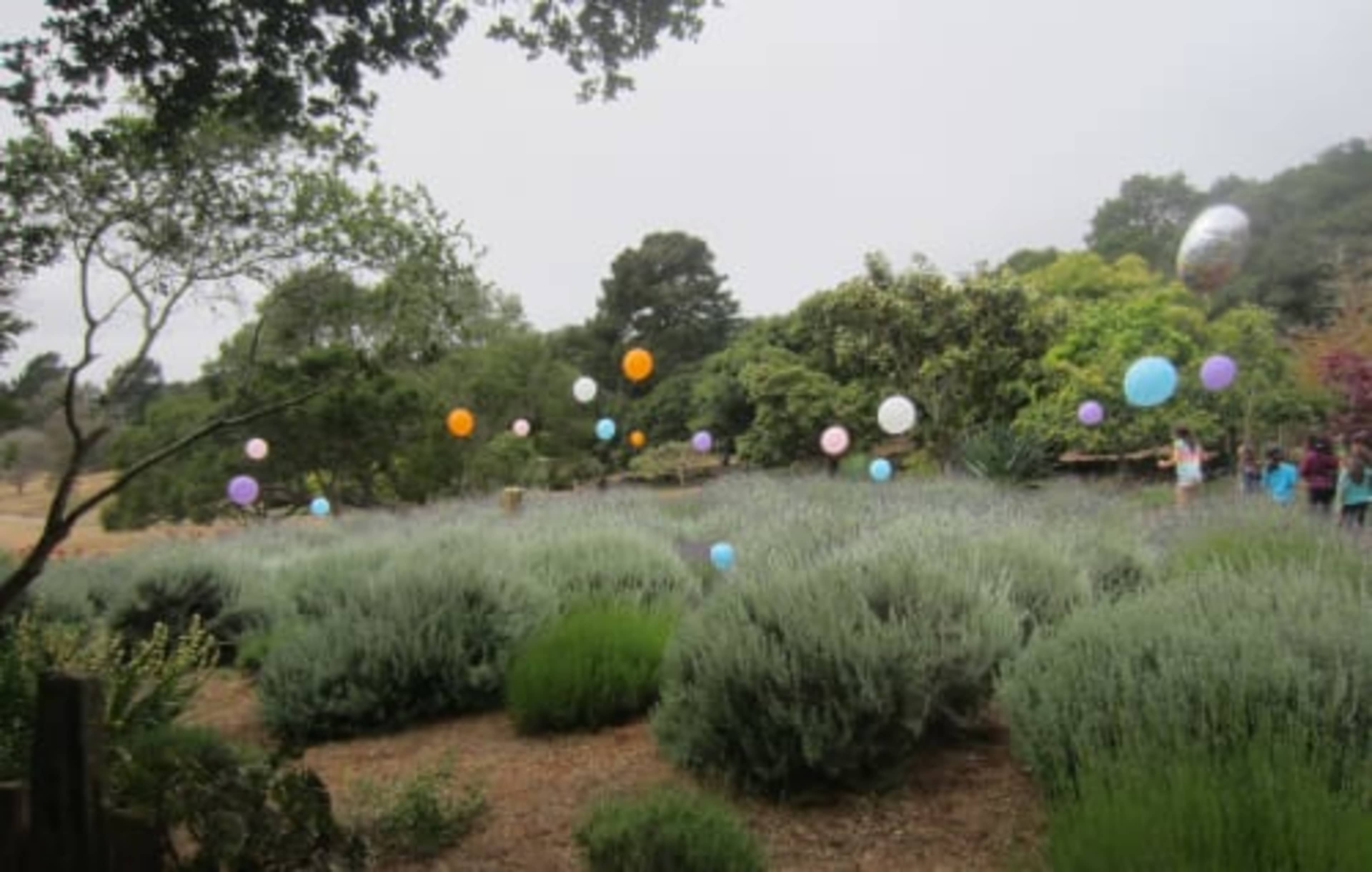 A field filled with lavender plants features colorful balloons floating above.