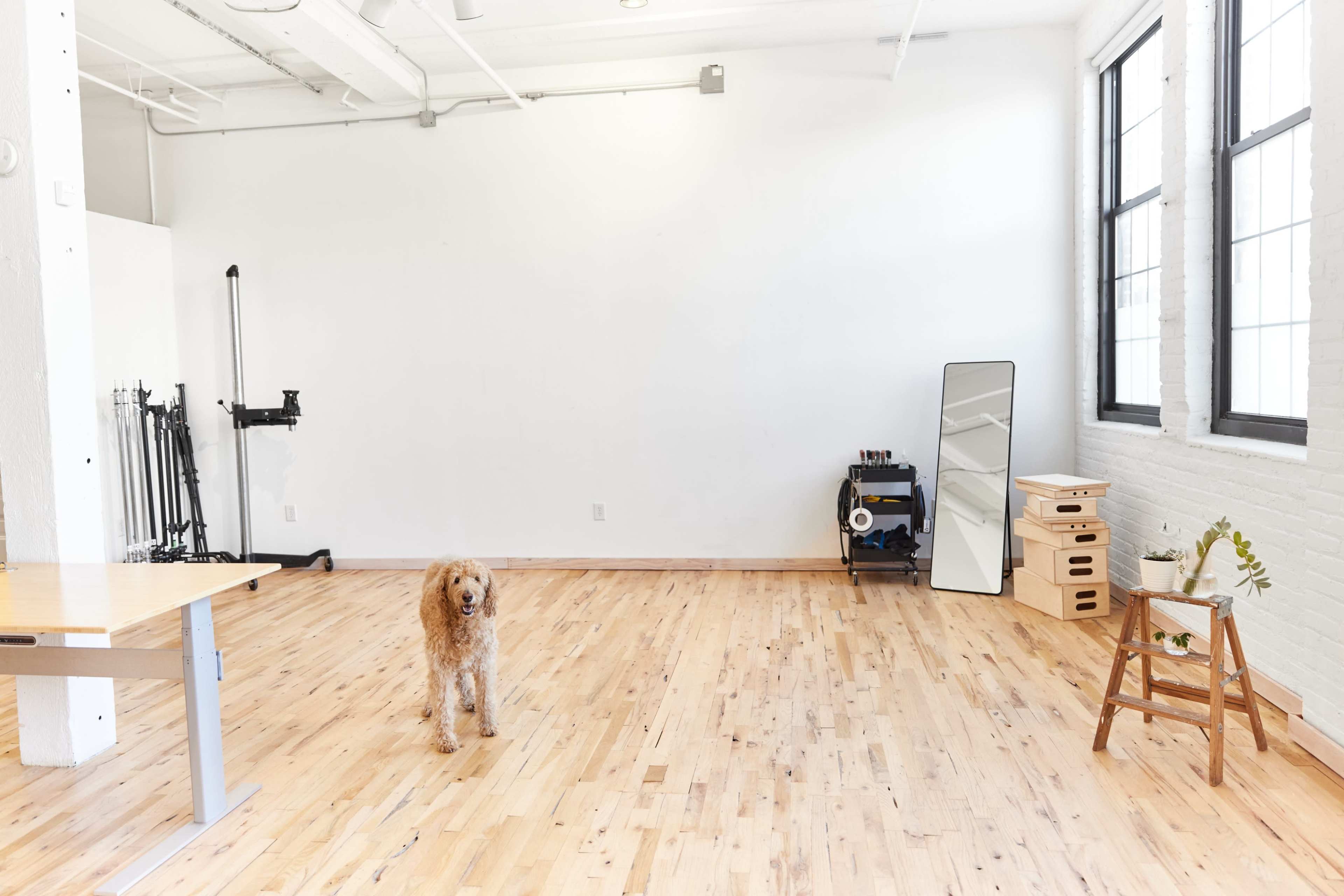 A dog stands on a wooden floor in a spacious, well-lit room with large windows and minimal furnishings.