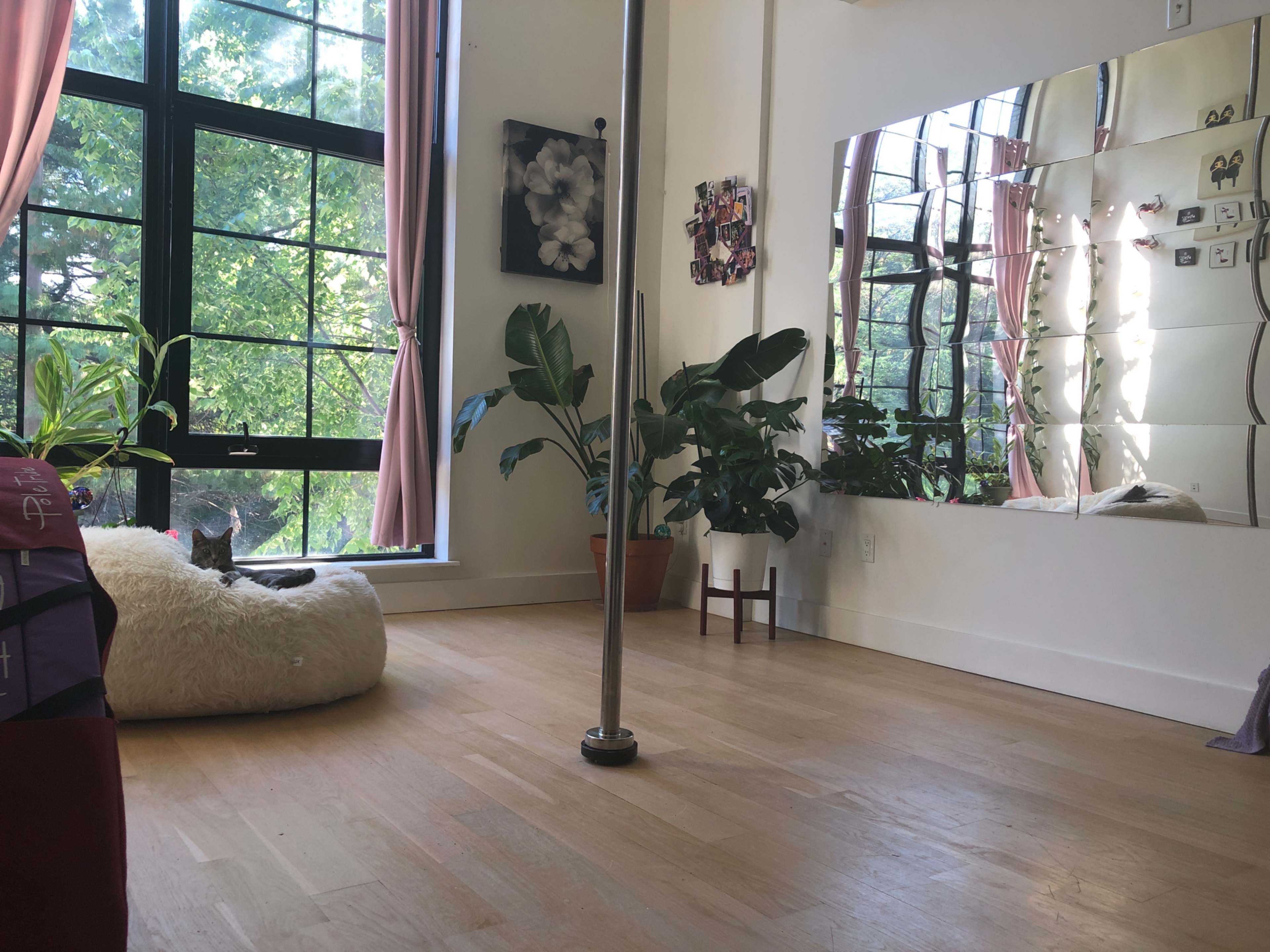 The scene shows a bright studio with large windows, a mirror on the wall, a pole in the center, and a cat resting on a fluffy bed next to potted plants.