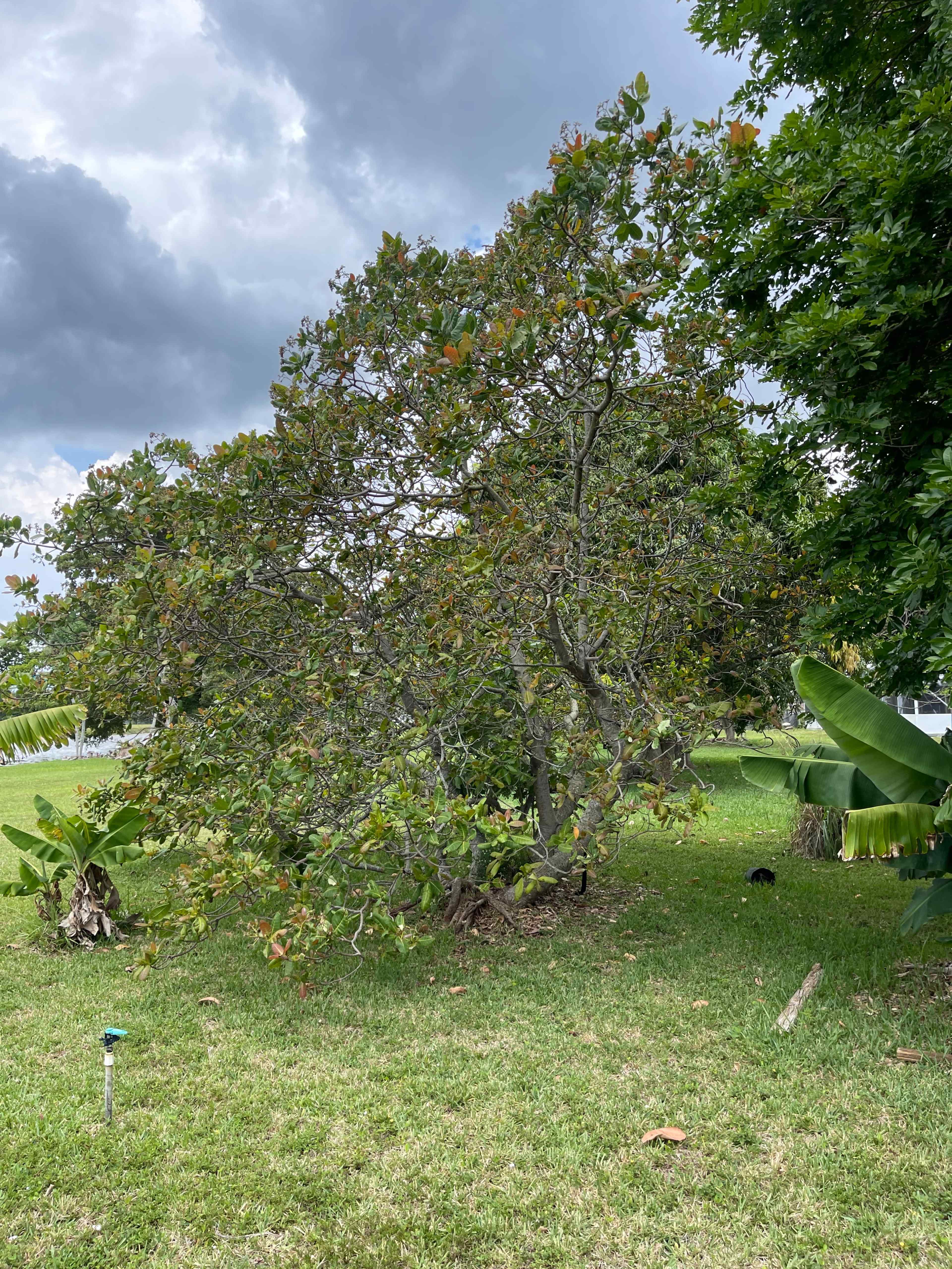 A large tree with lush green foliage stands in a grassy area under an overcast sky, with banana plants visible nearby.